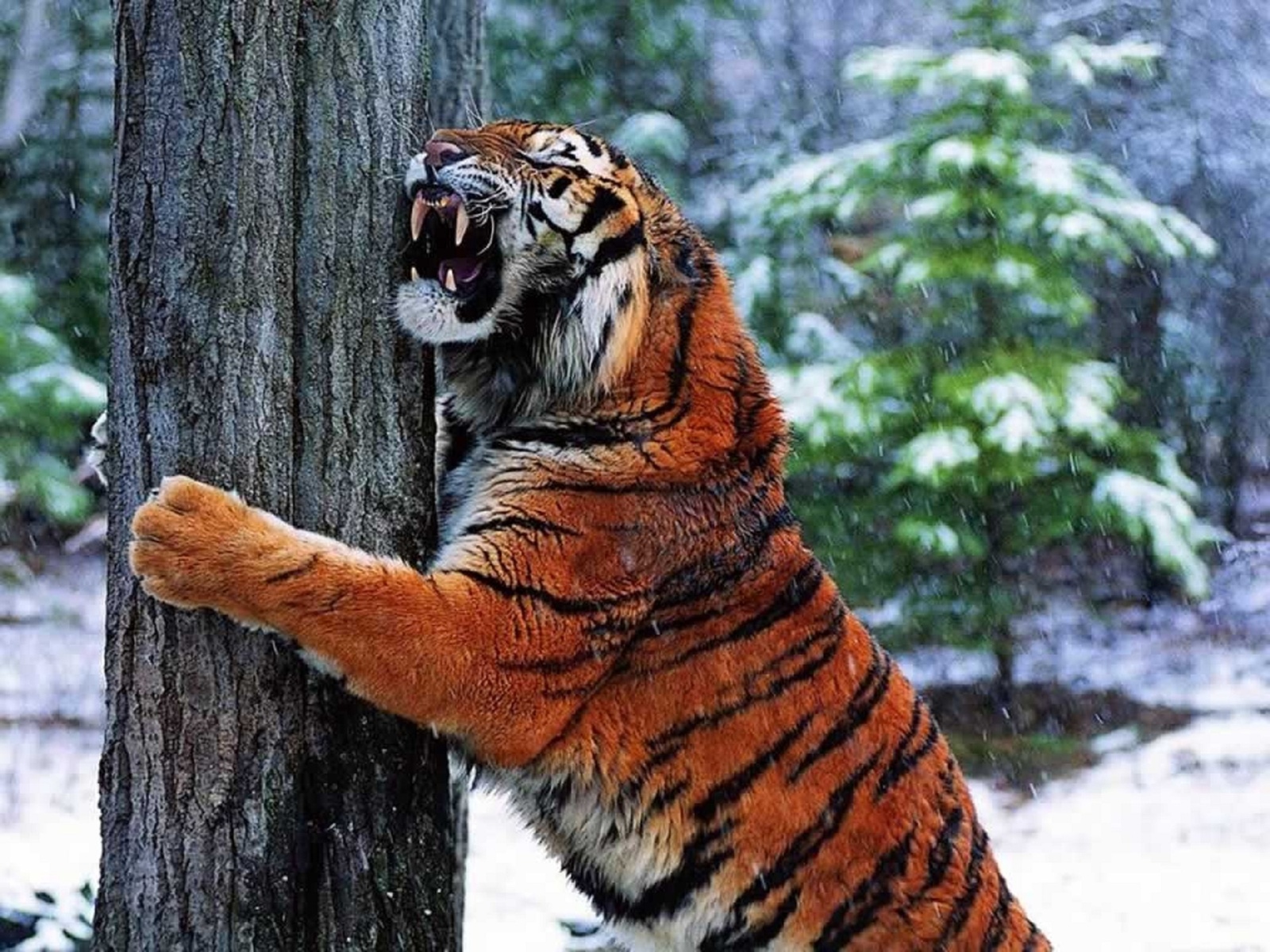Амурский Тигр Злой