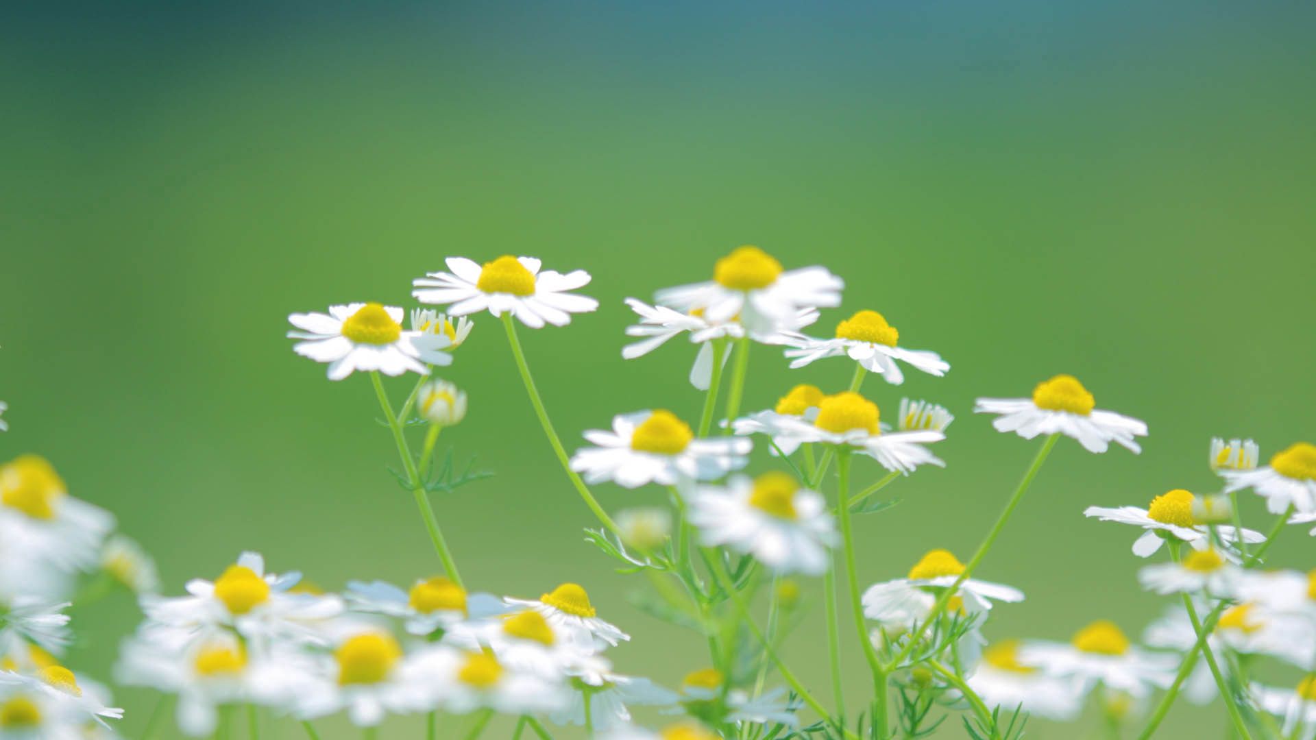 Camomile  8k Backgrounds