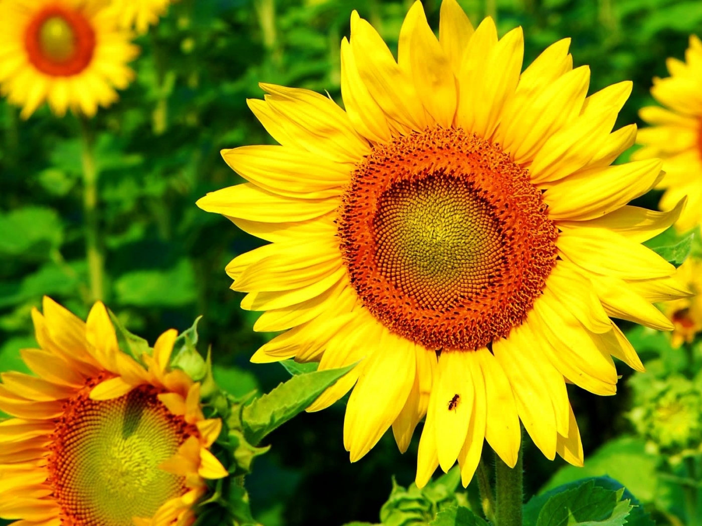 45948 Hintergrundbild herunterladen sonnenblumen, pflanzen - Bildschirmschoner und Bilder kostenlos