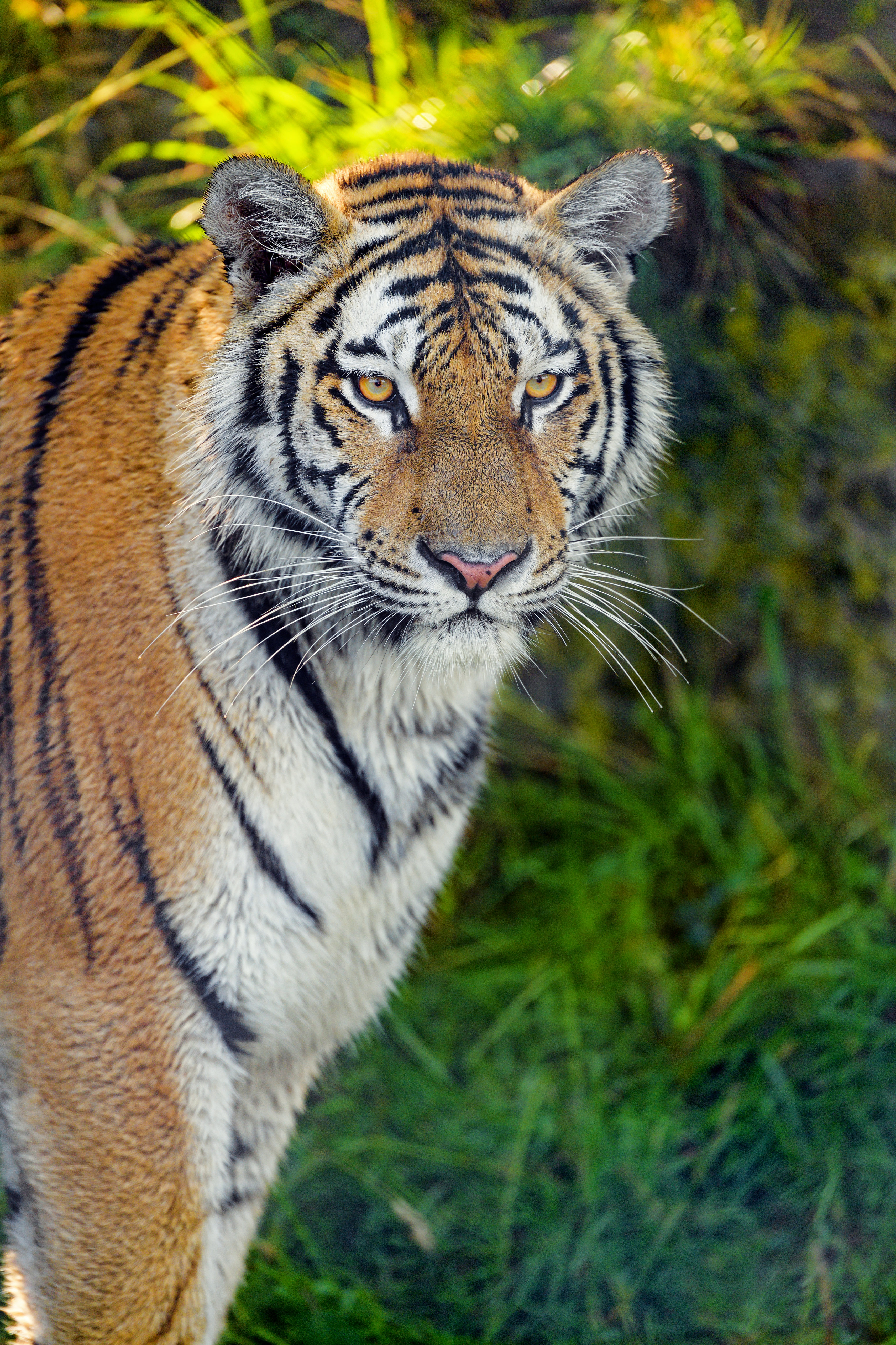 animals, muzzle, predator, grass, big cat, sight, opinion, tiger 4K Ultra