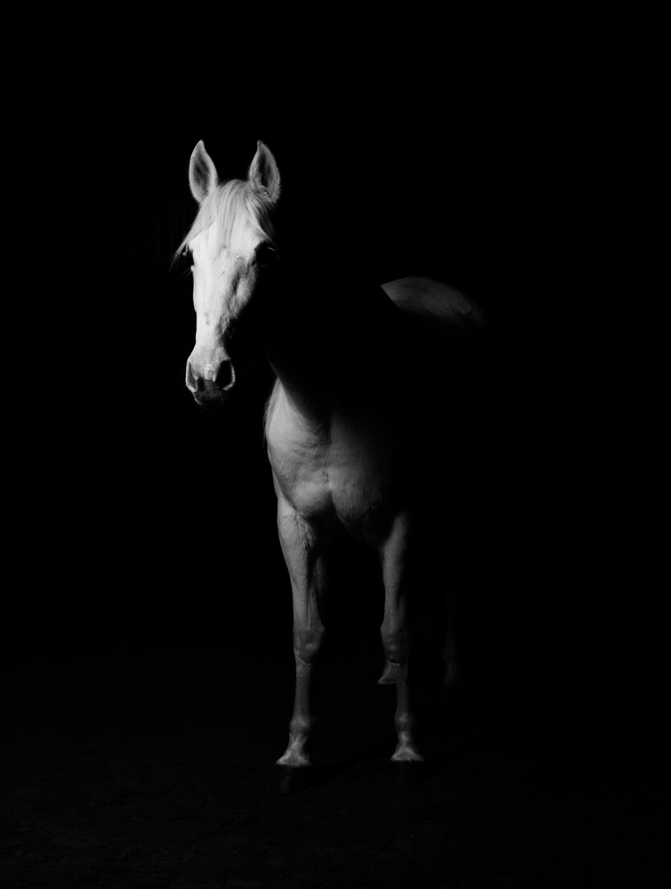 113284 скачать картинку лошадь, темный, минимализм, черные, чб - обои и заставки бесплатно