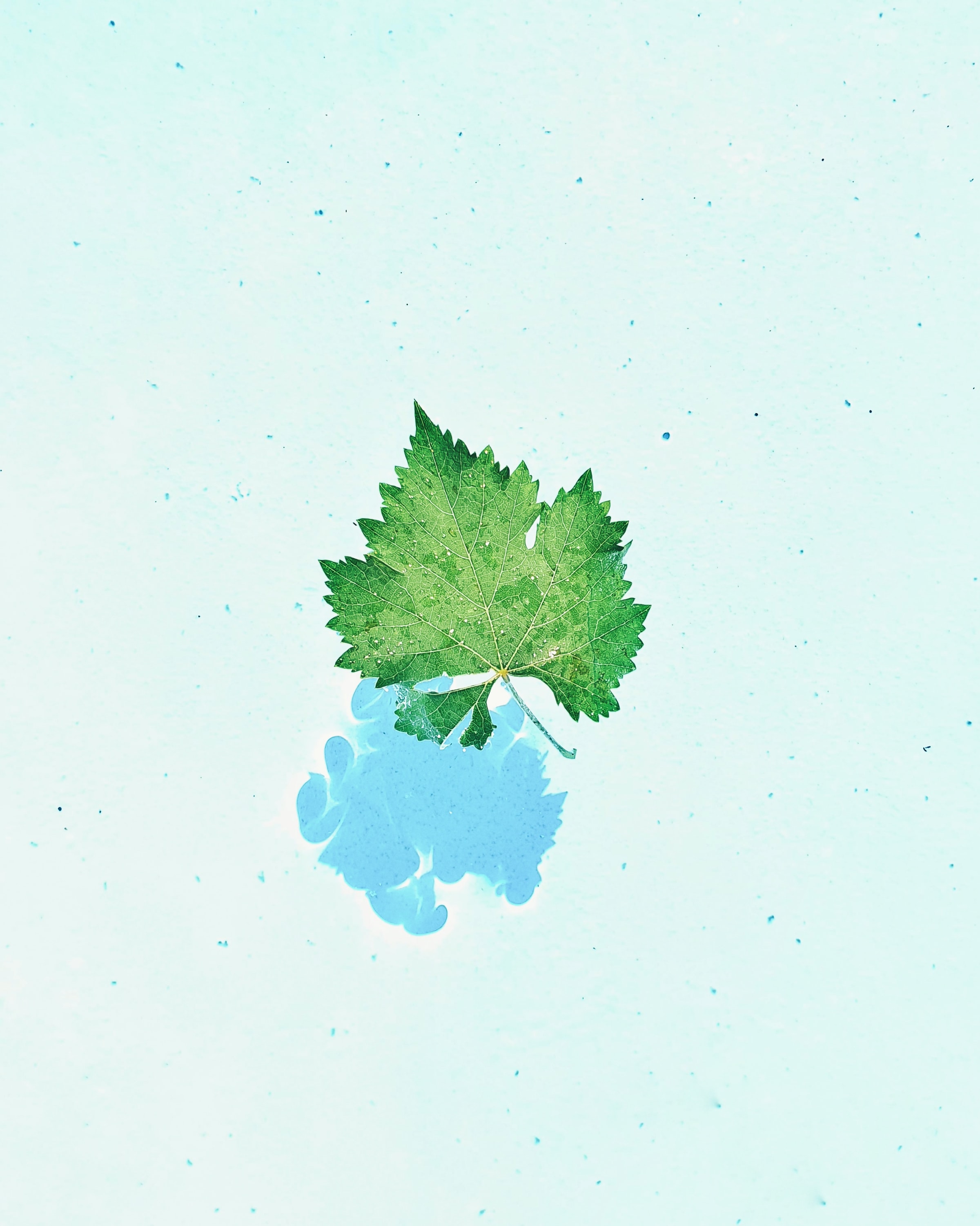 sheet, water, macro, leaf, veins Image for desktop