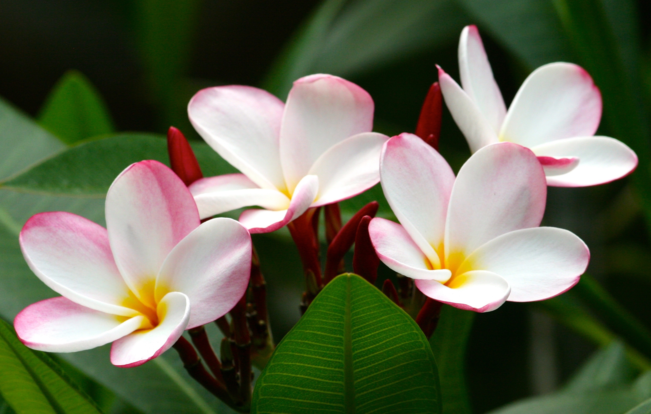 Plumeria Wallpaper  Download to your mobile from PHONEKY