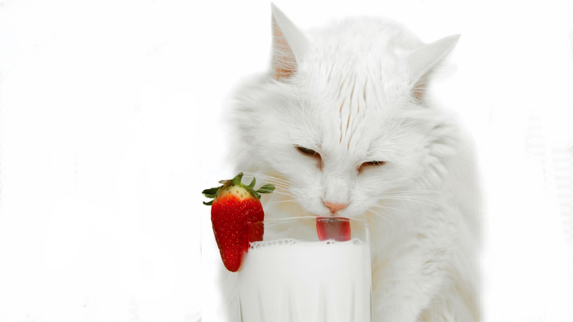 Белый кот пьёт молоко