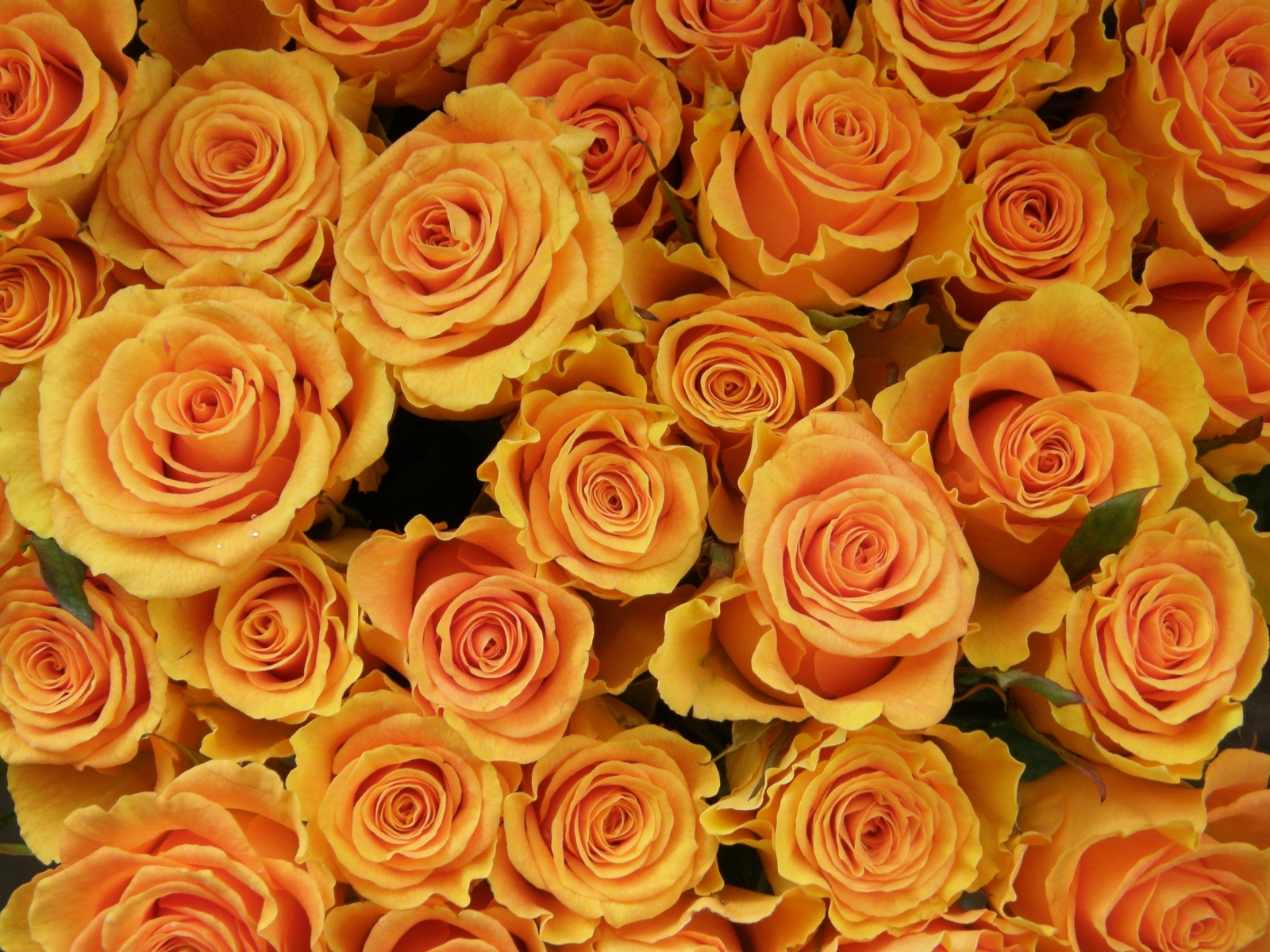 Скачать обои бесплатно Цветы, Растения, Фон, Розы картинка на рабочий стол ПК