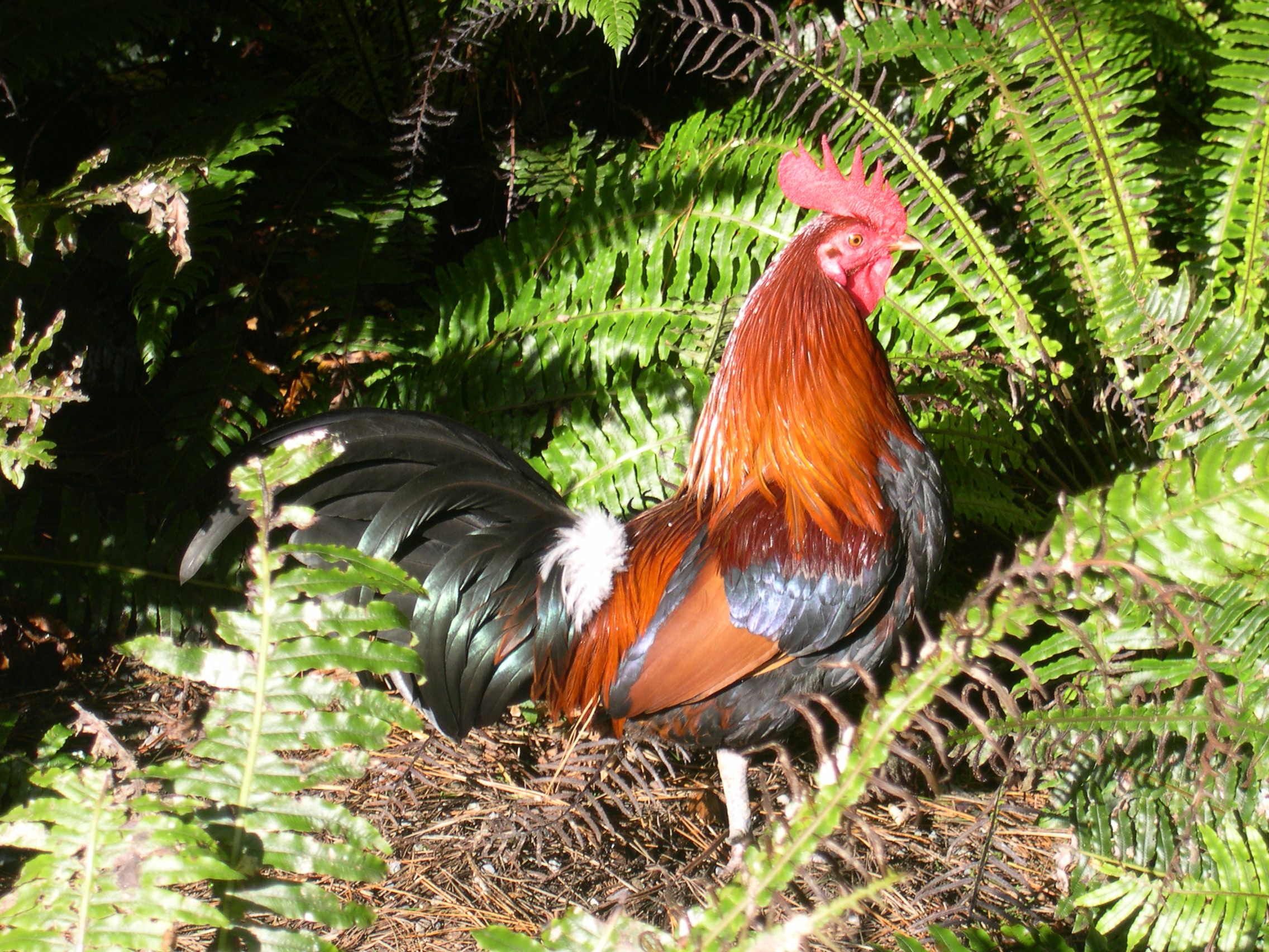 animal, rooster, bird, birds phone background