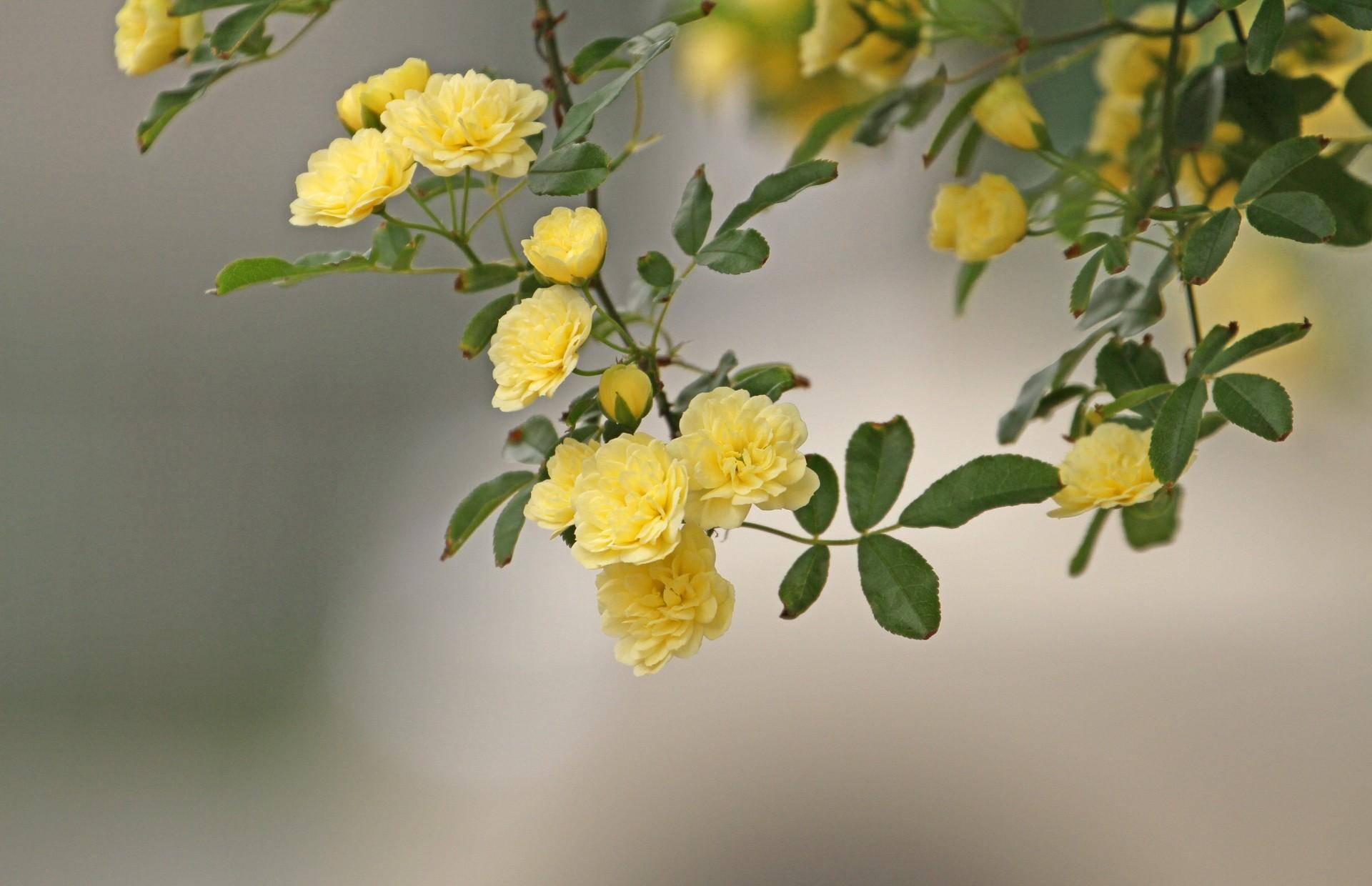 Handy-Wallpaper Roses, Glatt, Ast, Zweig, Büsche, Unschärfe, Busch, Blumen kostenlos herunterladen.