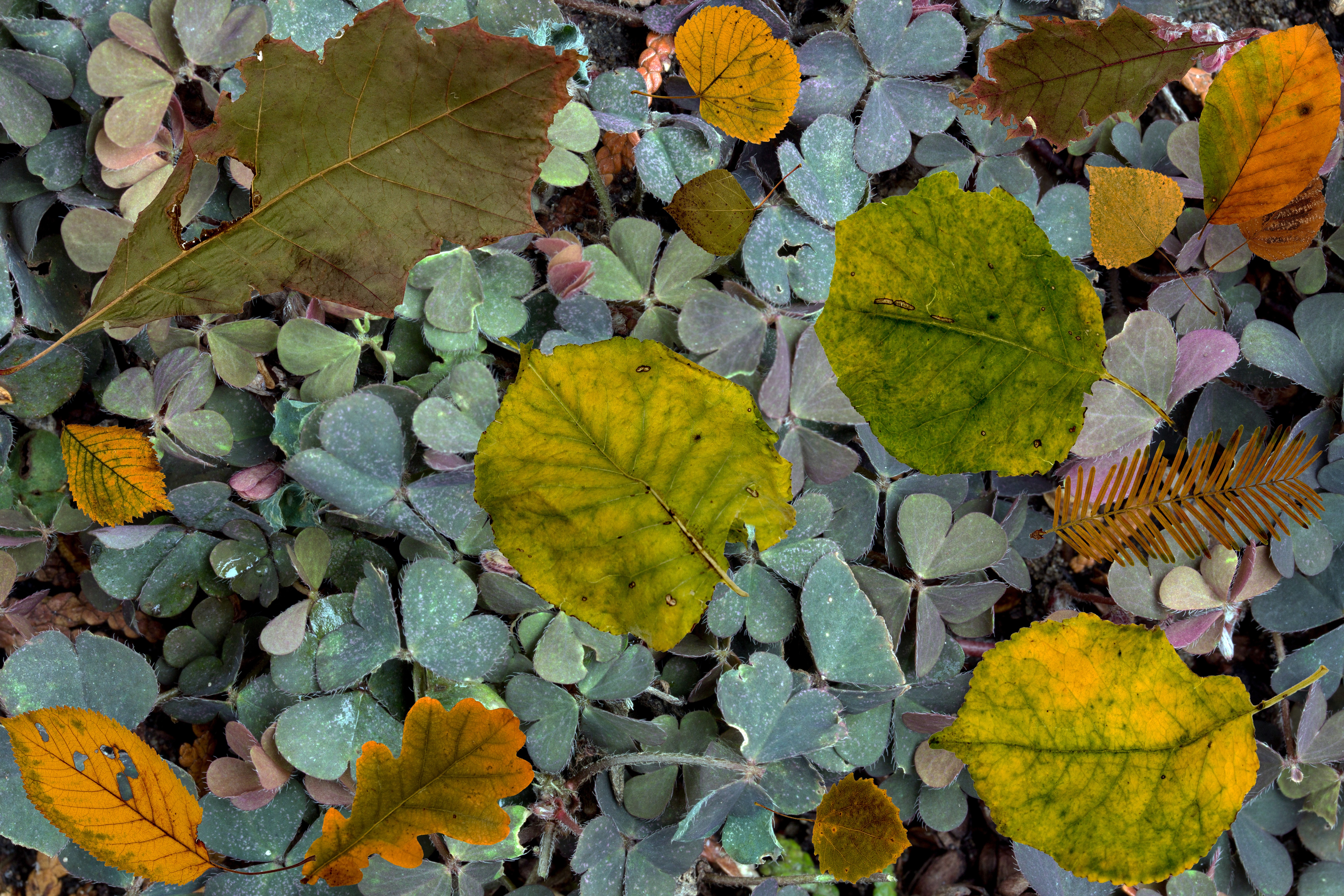70748壁紙のダウンロード自然, 秋, 葉, シダ, 羊歯, 木の葉, 堕ちた, 落ちて-スクリーンセーバーと写真を無料で