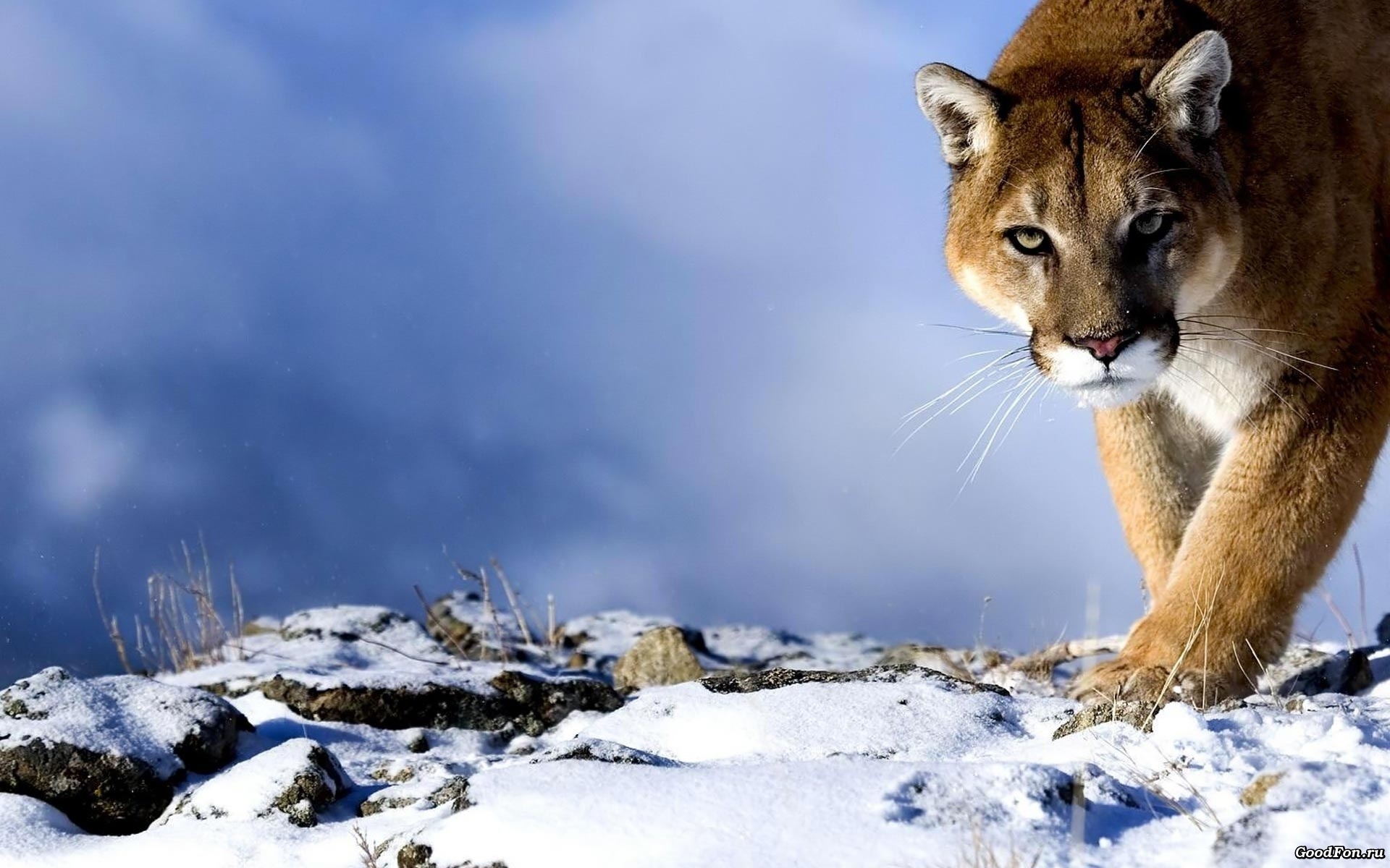 animals, snow, puma, blue wallpapers for tablet