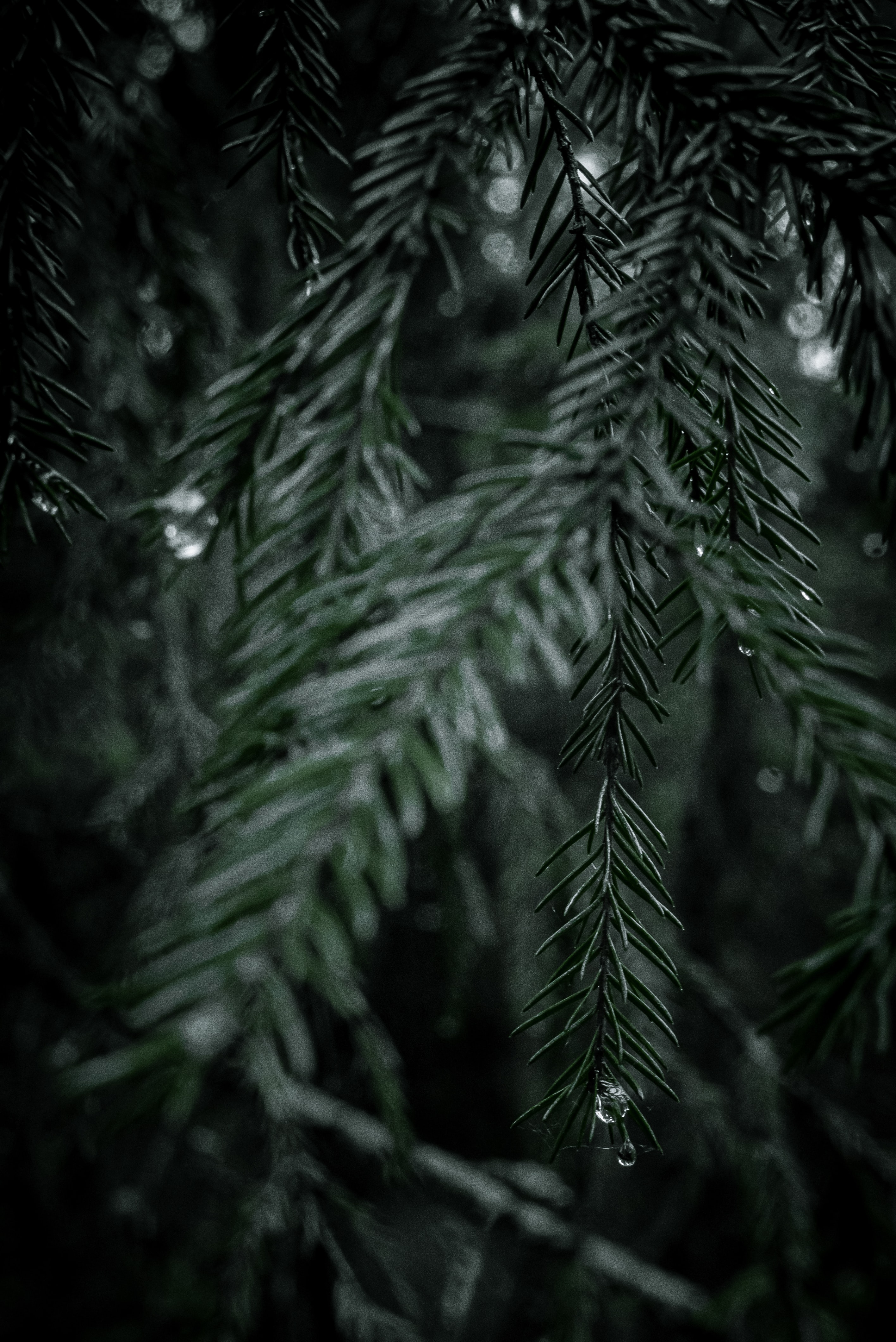 wallpapers nature, needle, drops, wood, tree, branch, spruce, fir