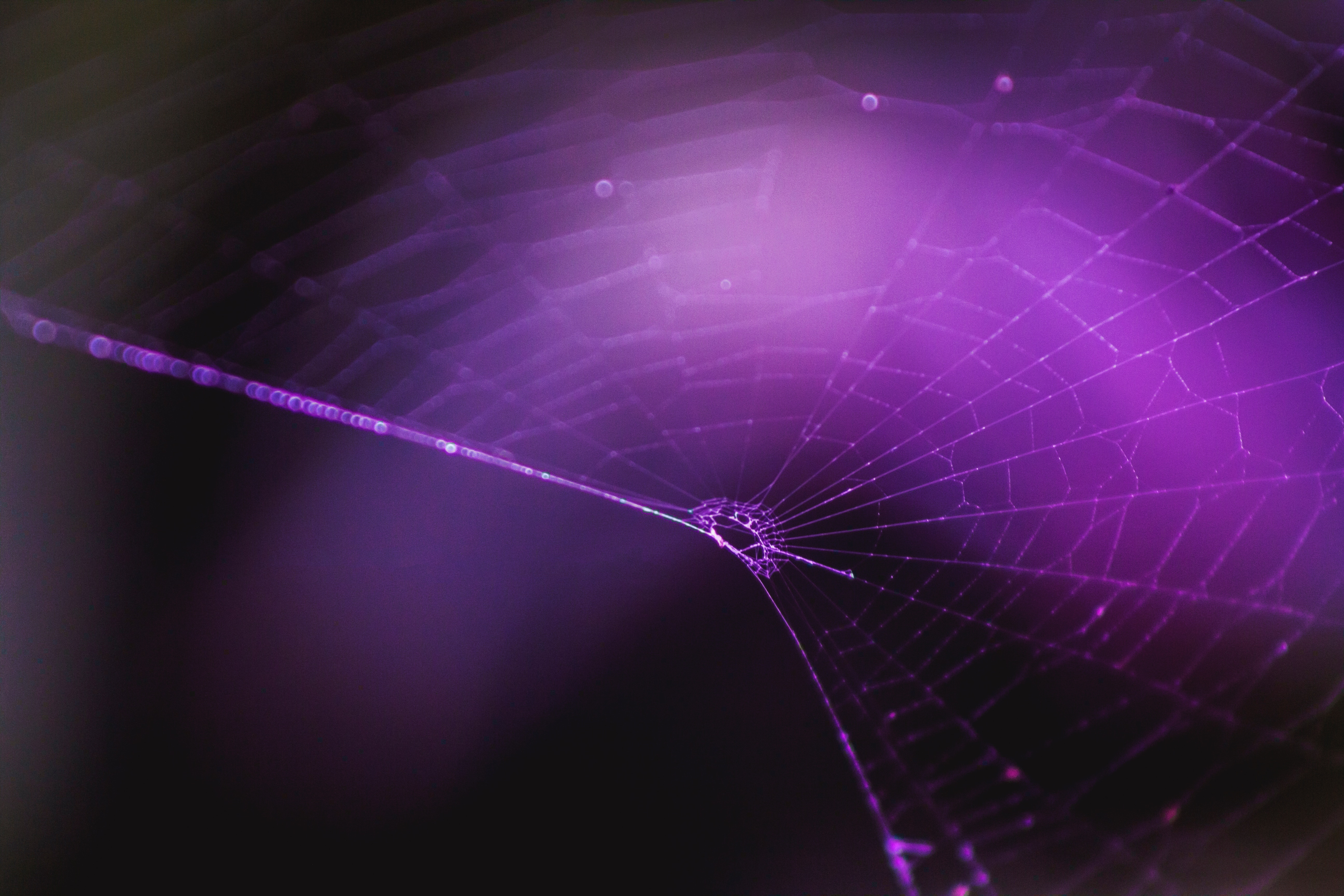 purple, web, violet, macro, braiding, weaving cell phone wallpapers