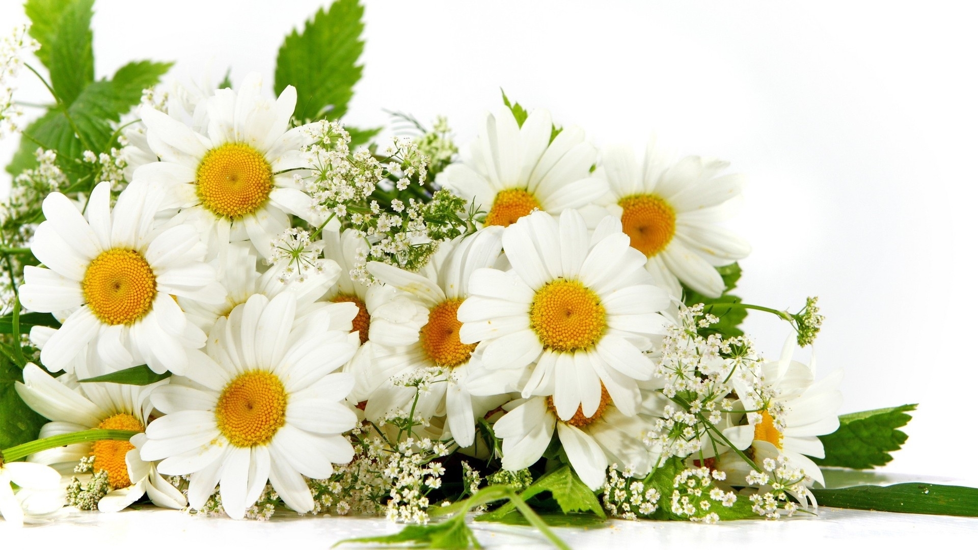 Téléchargez des papiers peints mobile Camomille, Fleurs, Plantes gratuitement.