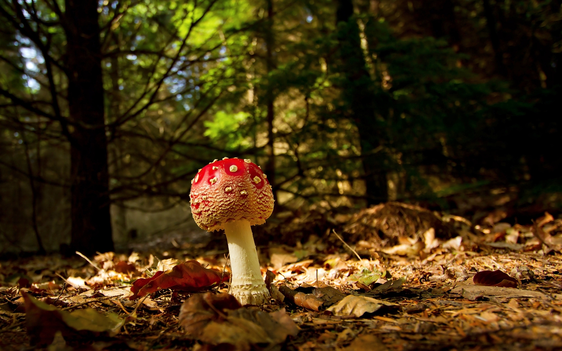 mashrooms, autumn, landscape HD for desktop 1080p