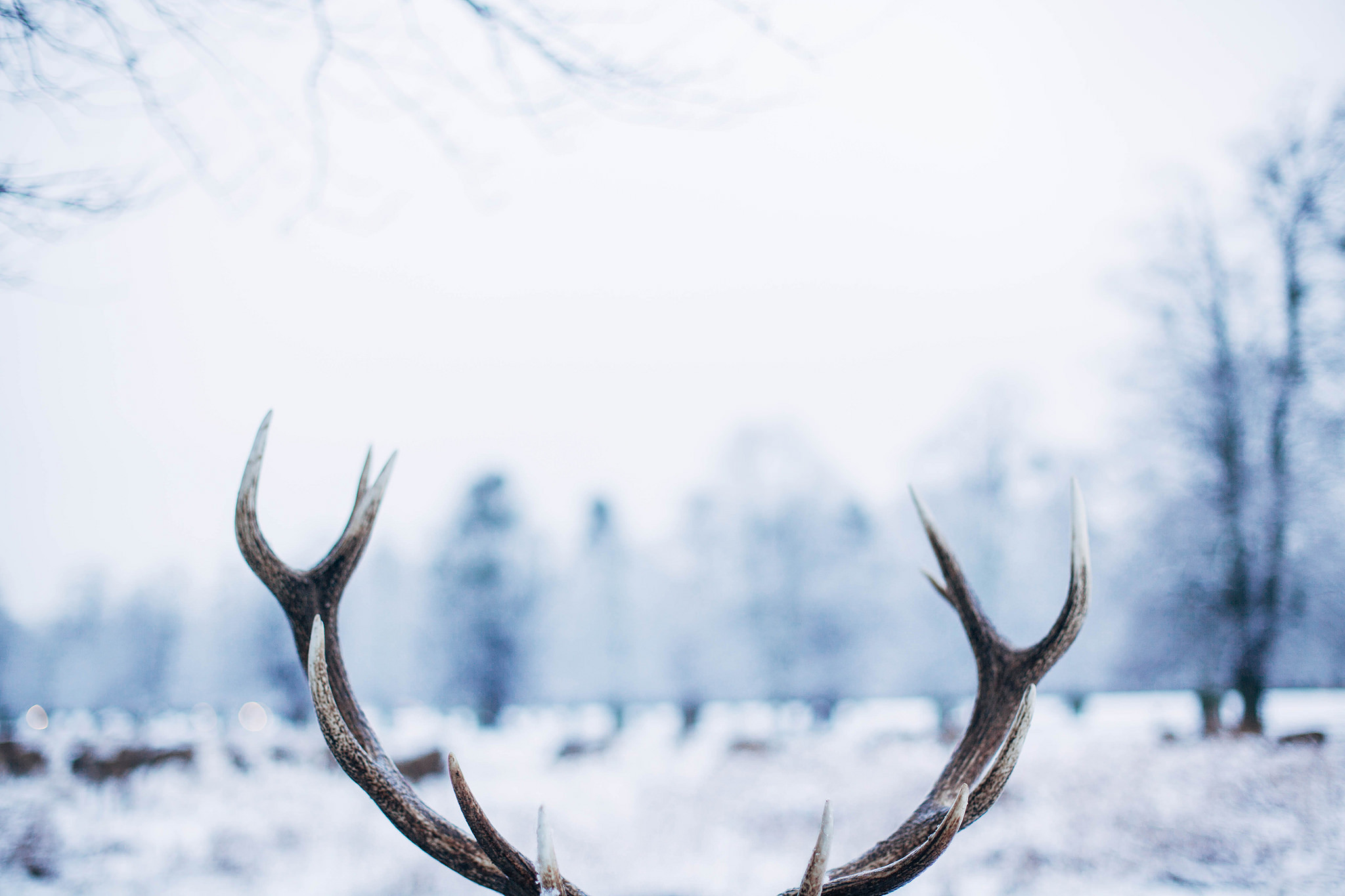 Оленьи рога / Antlers
