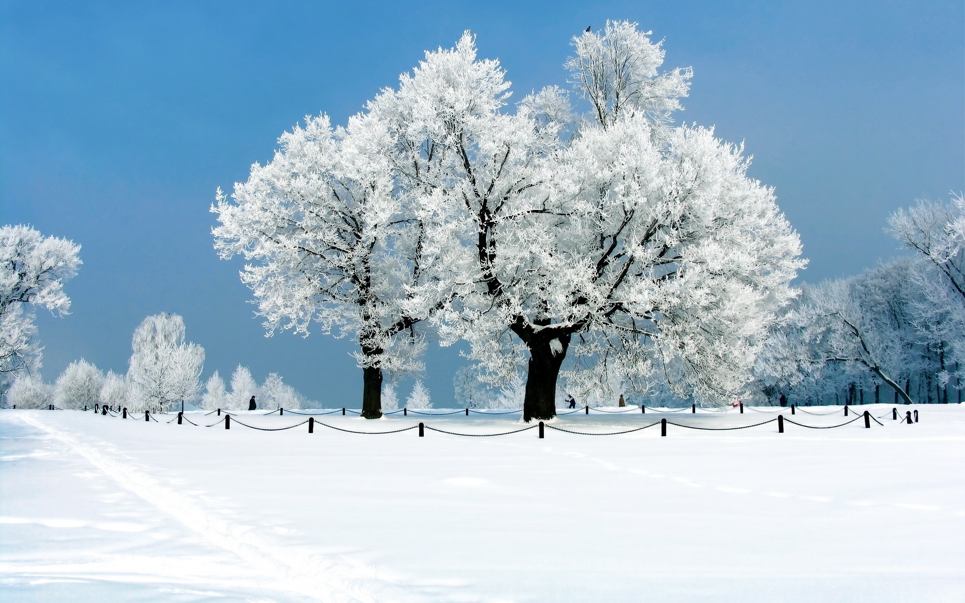 Download mobile wallpaper Trees, Winter, Landscape for free.