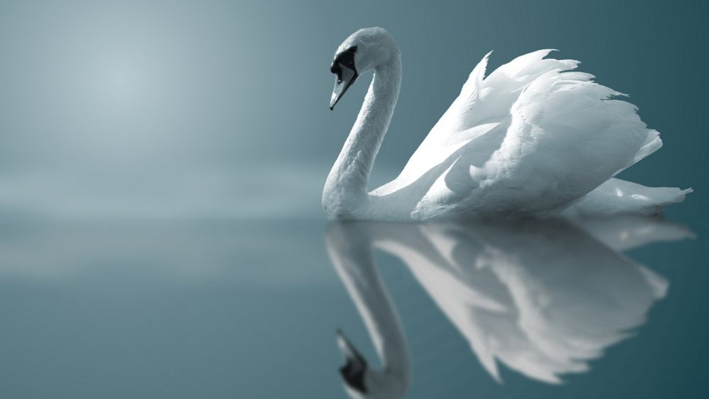 Мягкое слово лебедь. Леда и лебедь. В тумане вода лебеди. Blue Swan. The White Swan cion.