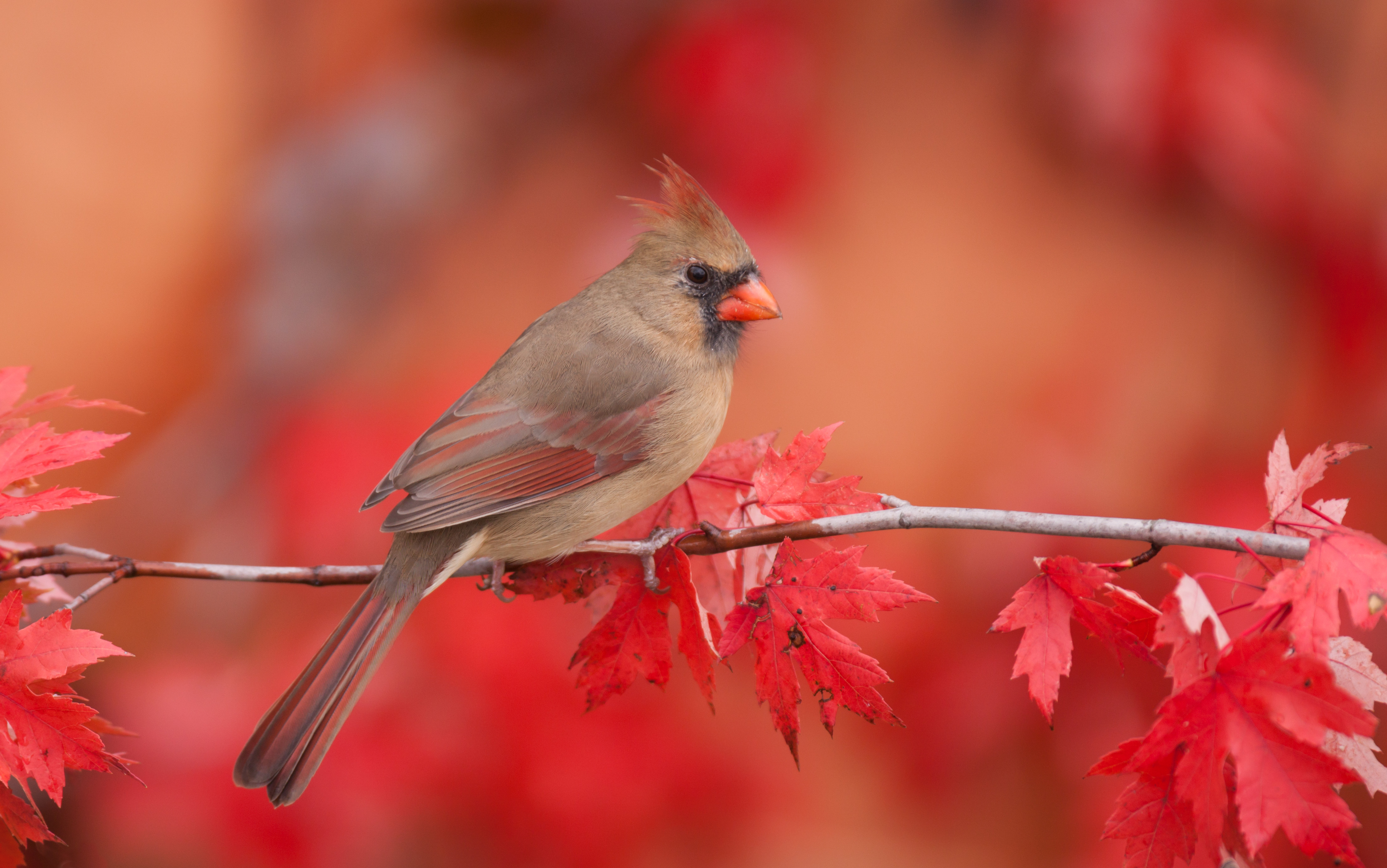 Красивые птички осенью