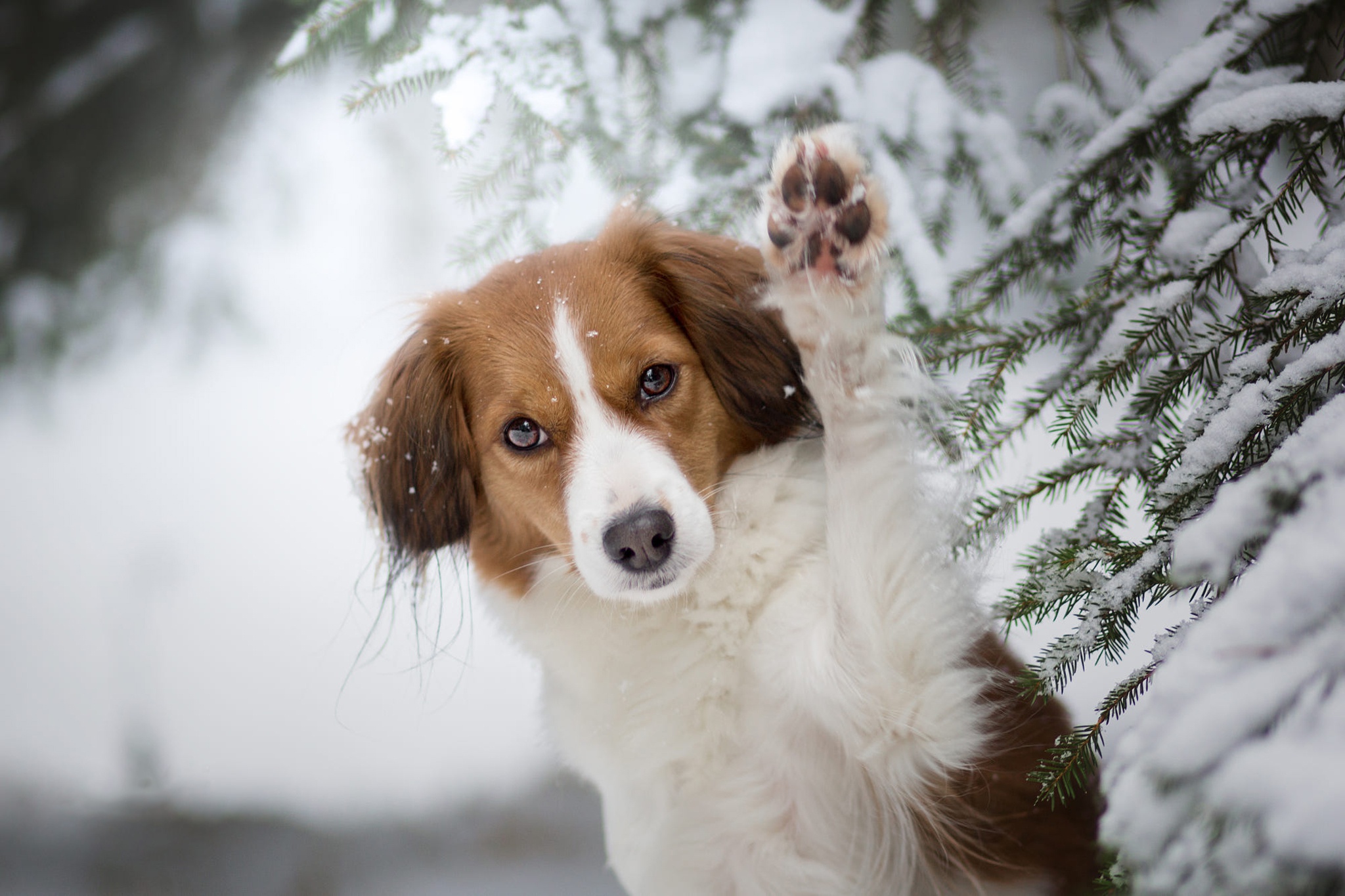 Собака снег зима