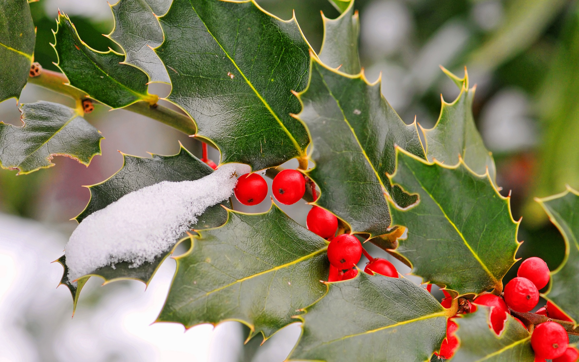 Holly tree