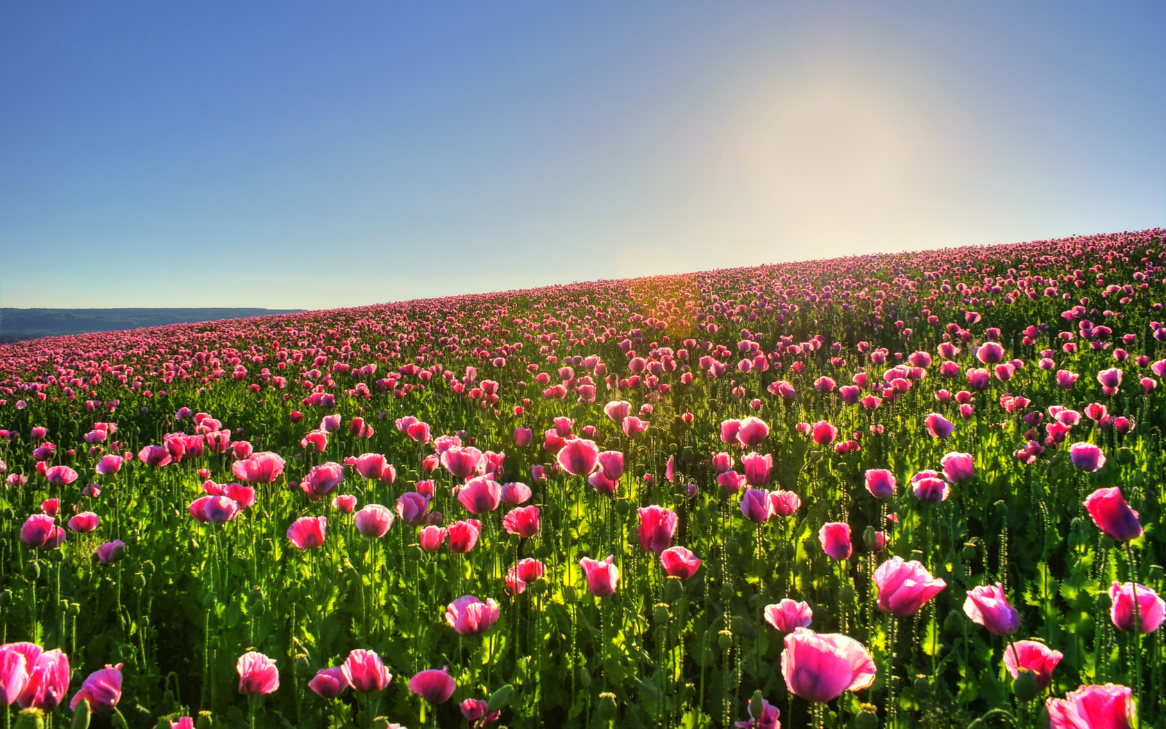 Download mobile wallpaper Flowers, Sun, Plants, Landscape, Fields, Tulips for free.