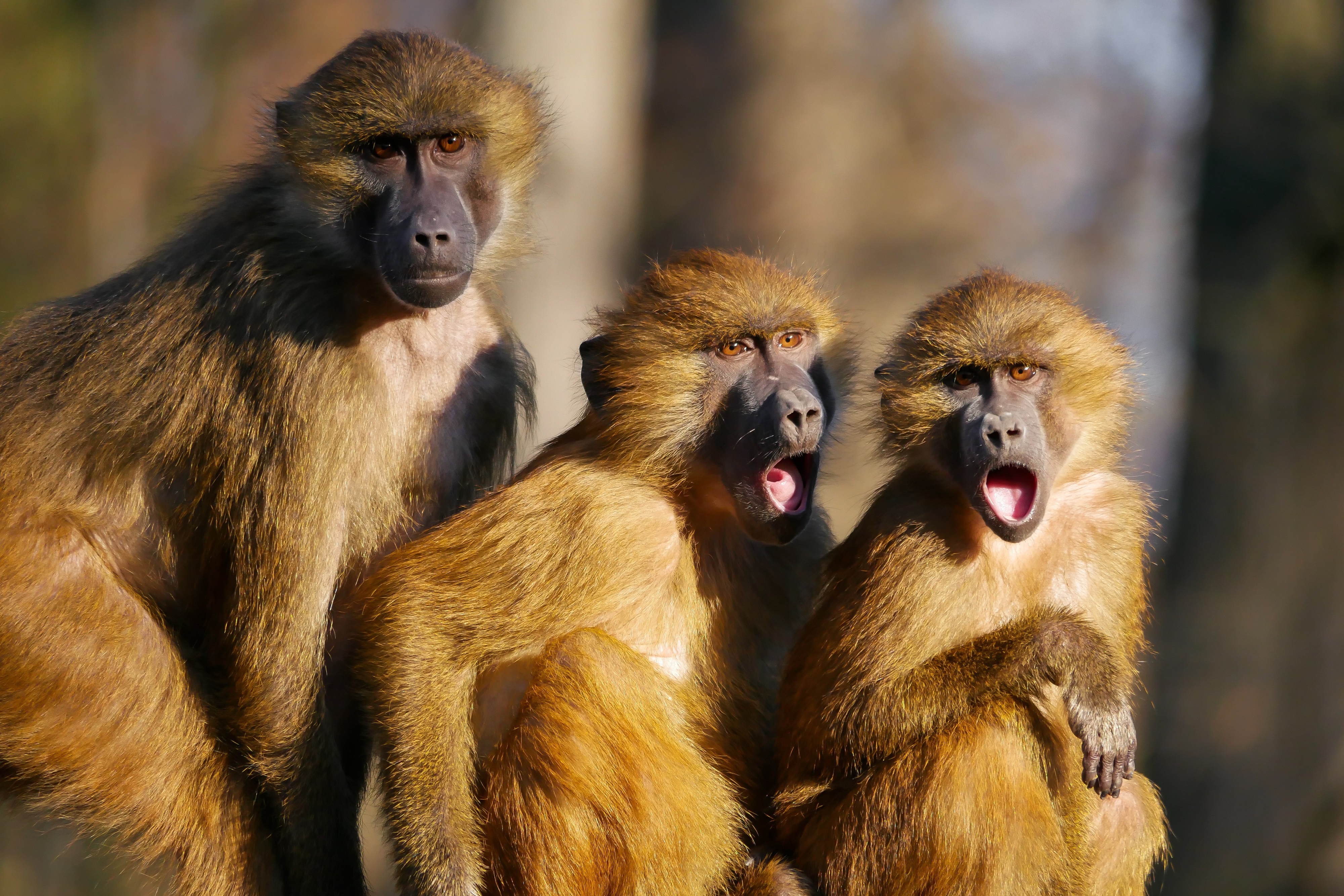 animal, olive baboon, barbary macaque, monkey, primate, monkeys 4K, Ultra HD