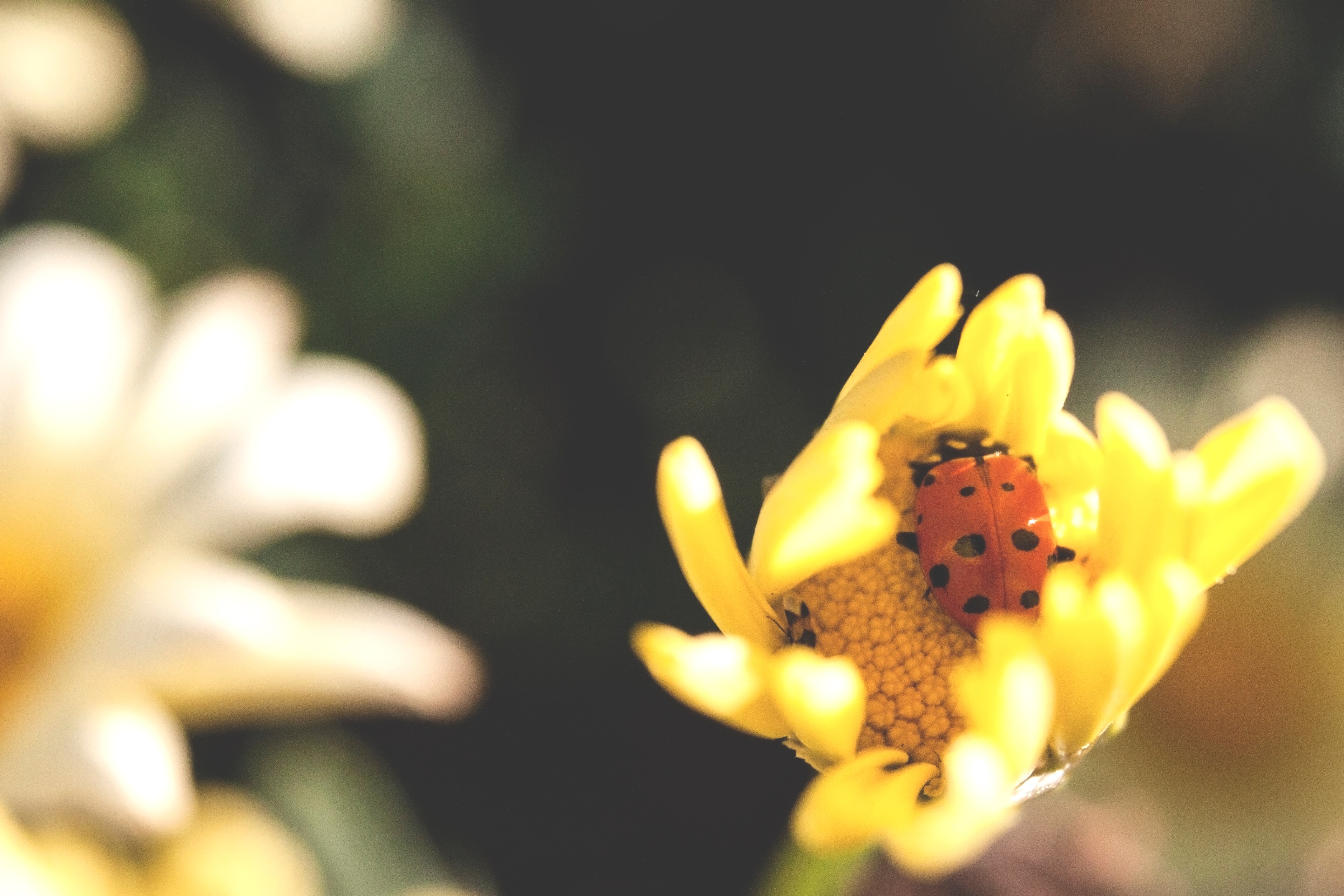 flower, macro, insect, ladybug, ladybird HD wallpaper