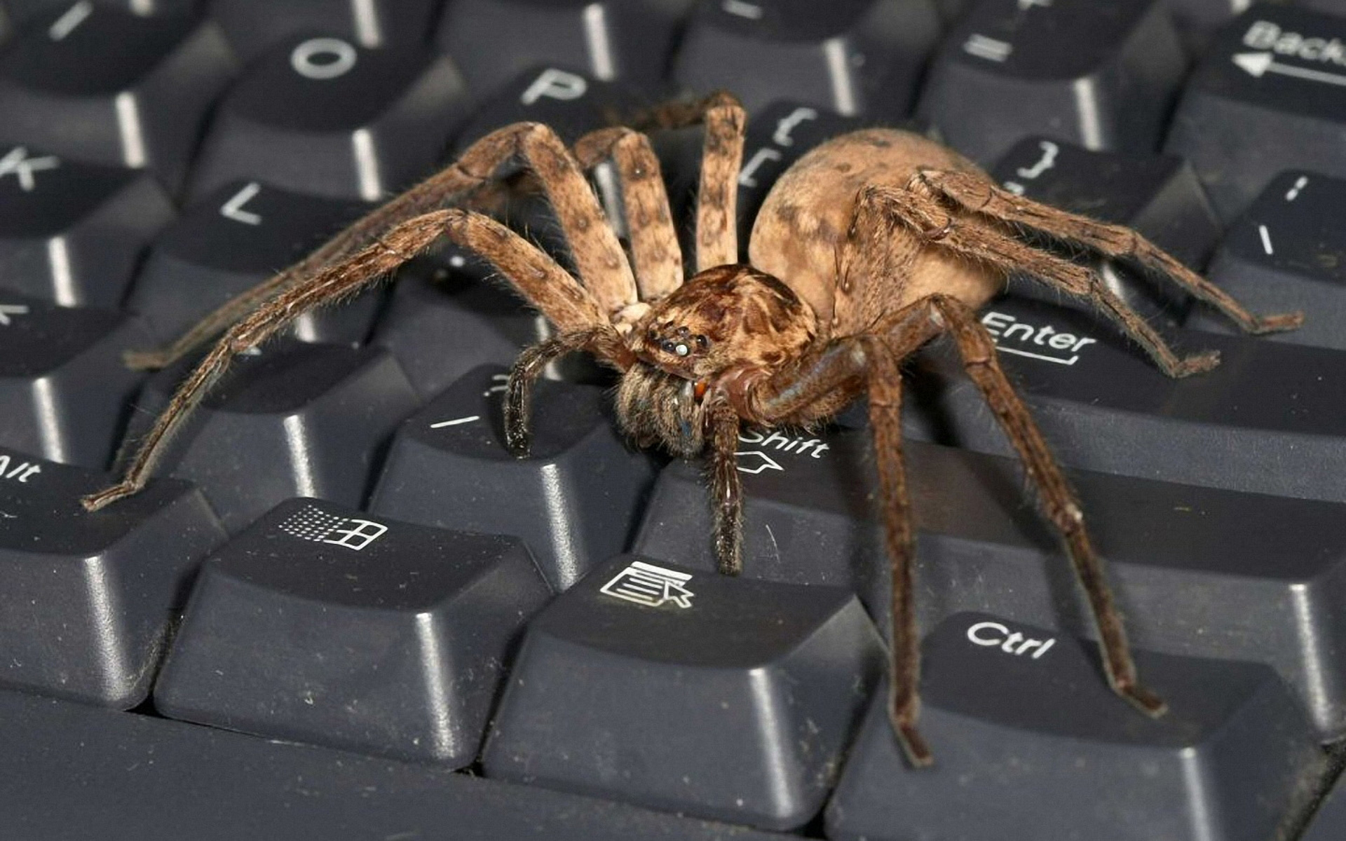 картинку самого страшного паука