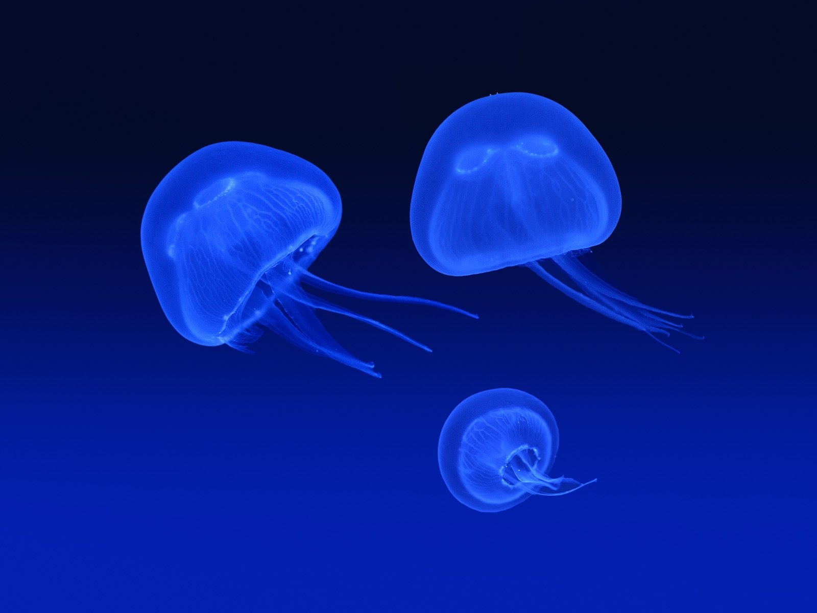 Laden Sie das Sea, Jellyfish, Tiere-Bild kostenlos auf Ihren PC-Desktop herunter