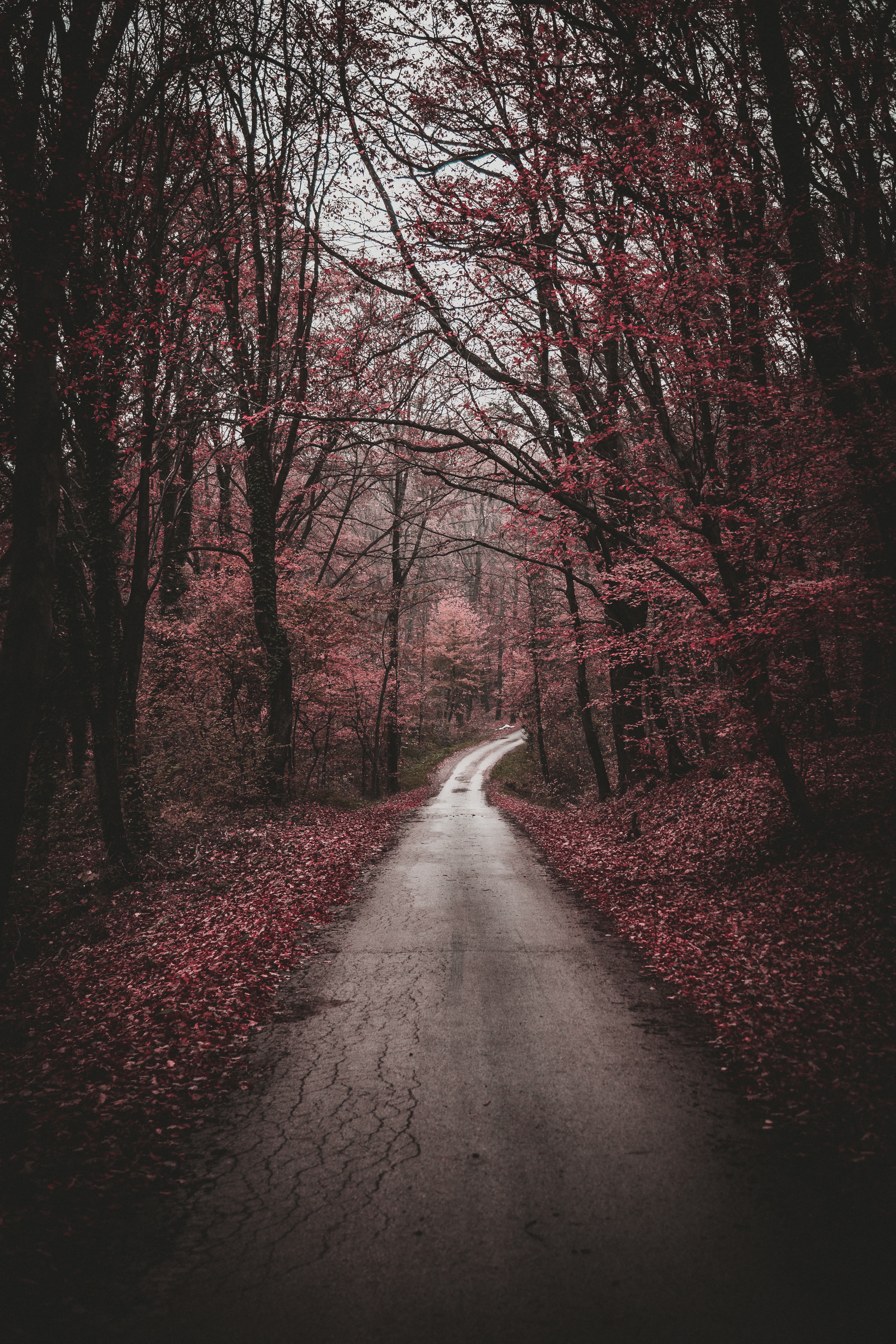 forest, path, stroll, nature, trees, autumn images
