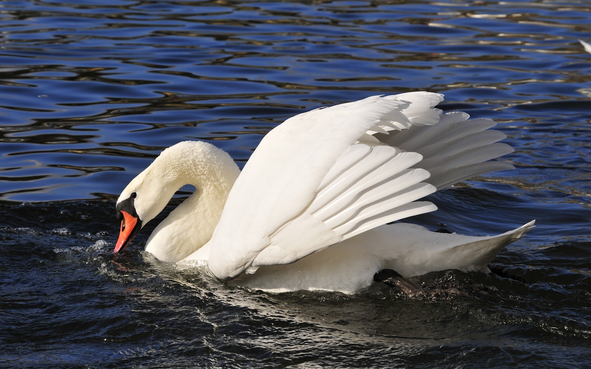 Baixe gratuitamente a imagem Animais, Aves, Swans na área de trabalho do seu PC
