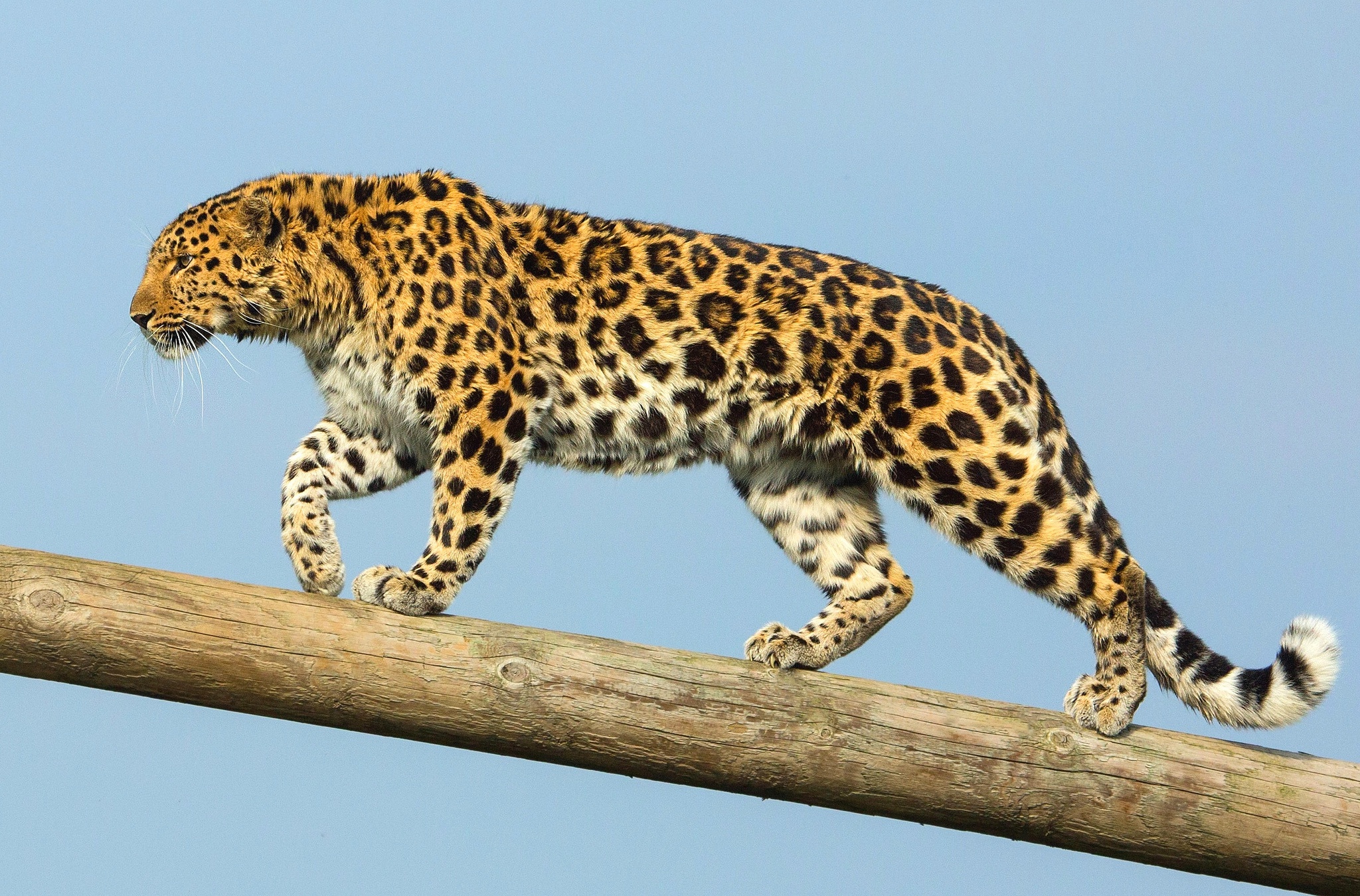 Дальневосточный Амурский леопард