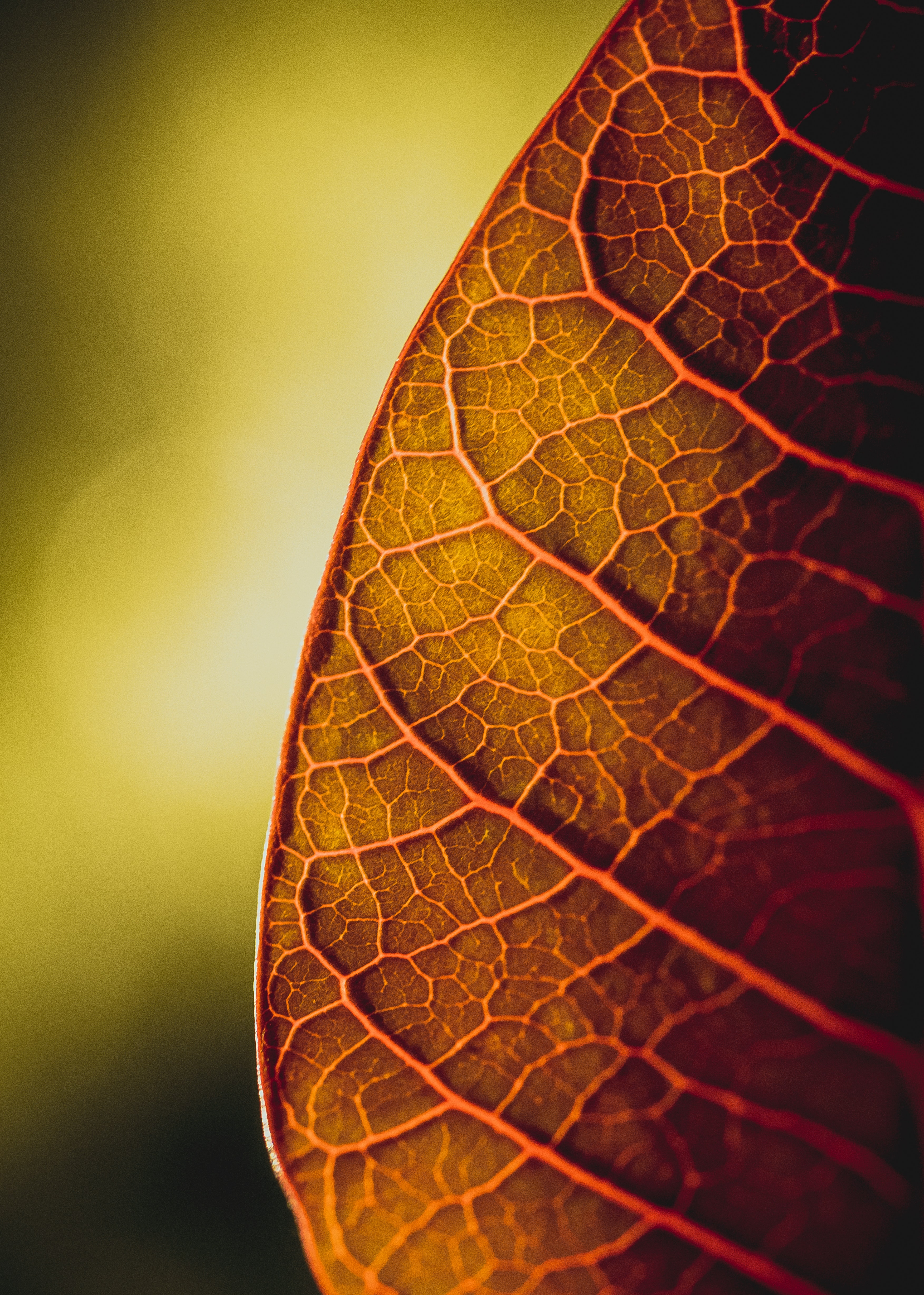 plant, macro, sheet, leaf, veins phone background
