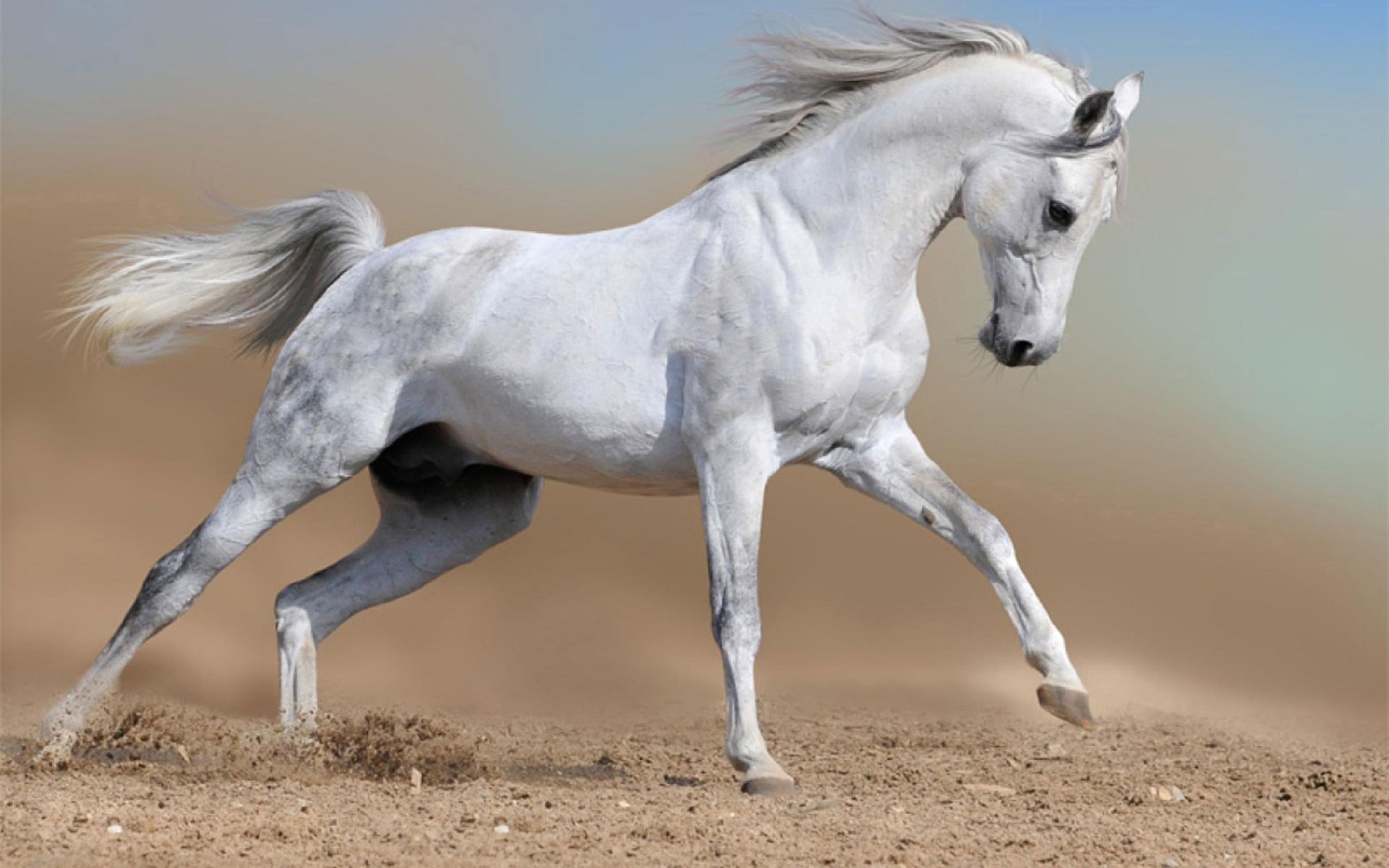 Белоснежные лошадки. «Белый конь», 1898;. Аравийский скакун. Лошадь породы Камарилло. Арабский скакун галоп.
