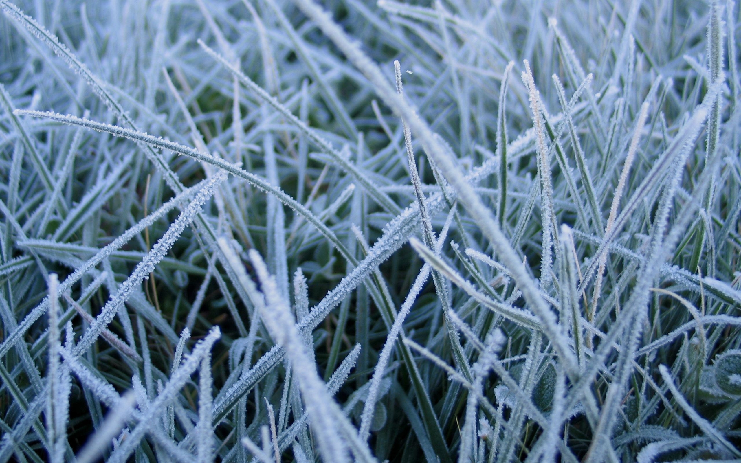 Download mobile wallpaper Winter, Grass, Background, Plants for free.