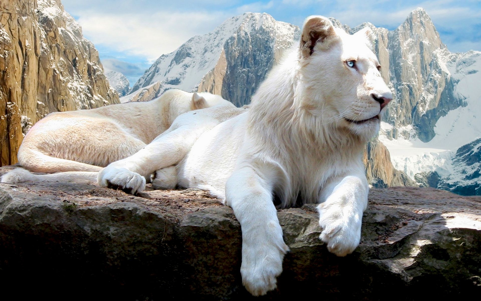41506 Hintergrundbild herunterladen tiere, landschaft, mountains, lions - Bildschirmschoner und Bilder kostenlos