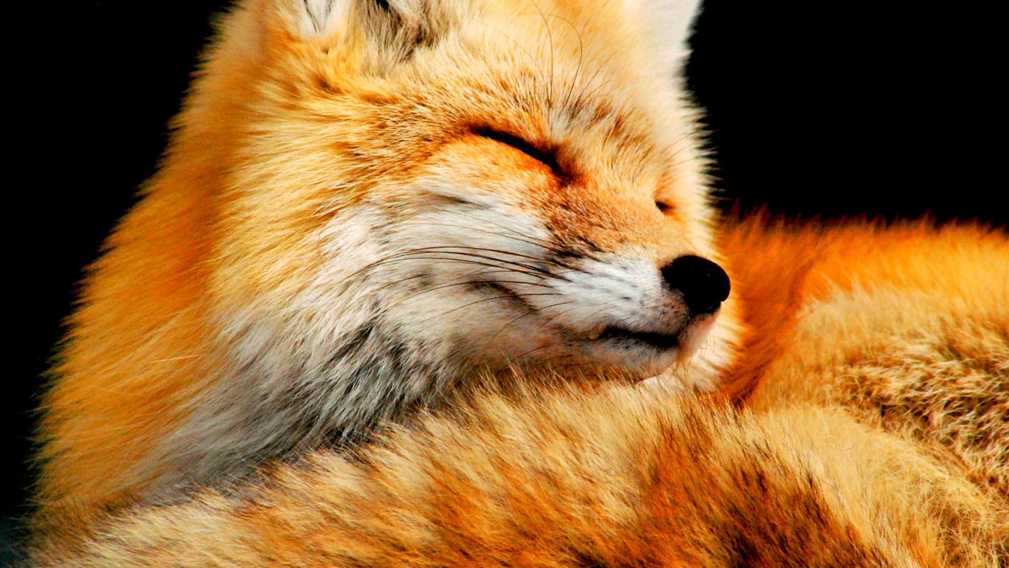 картинки на заставку лисы