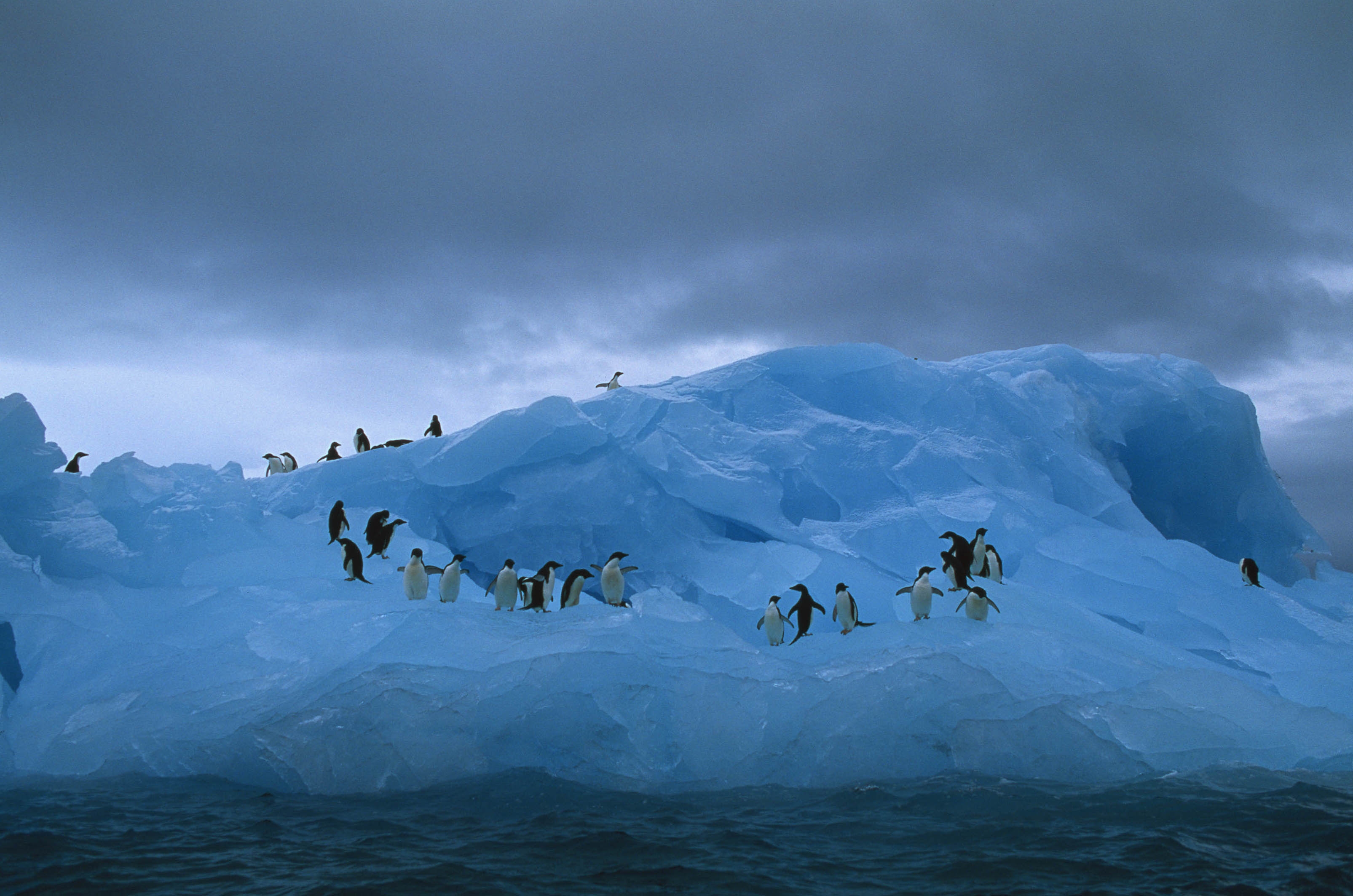 Download mobile wallpaper Animals, Pinguins, Ocean, Iceberg for free.
