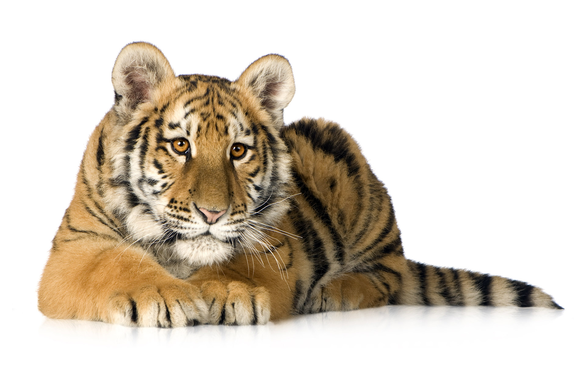287341 скачать картинку тигр, животные, кот, милые, кошки - обои и заставки бесплатно