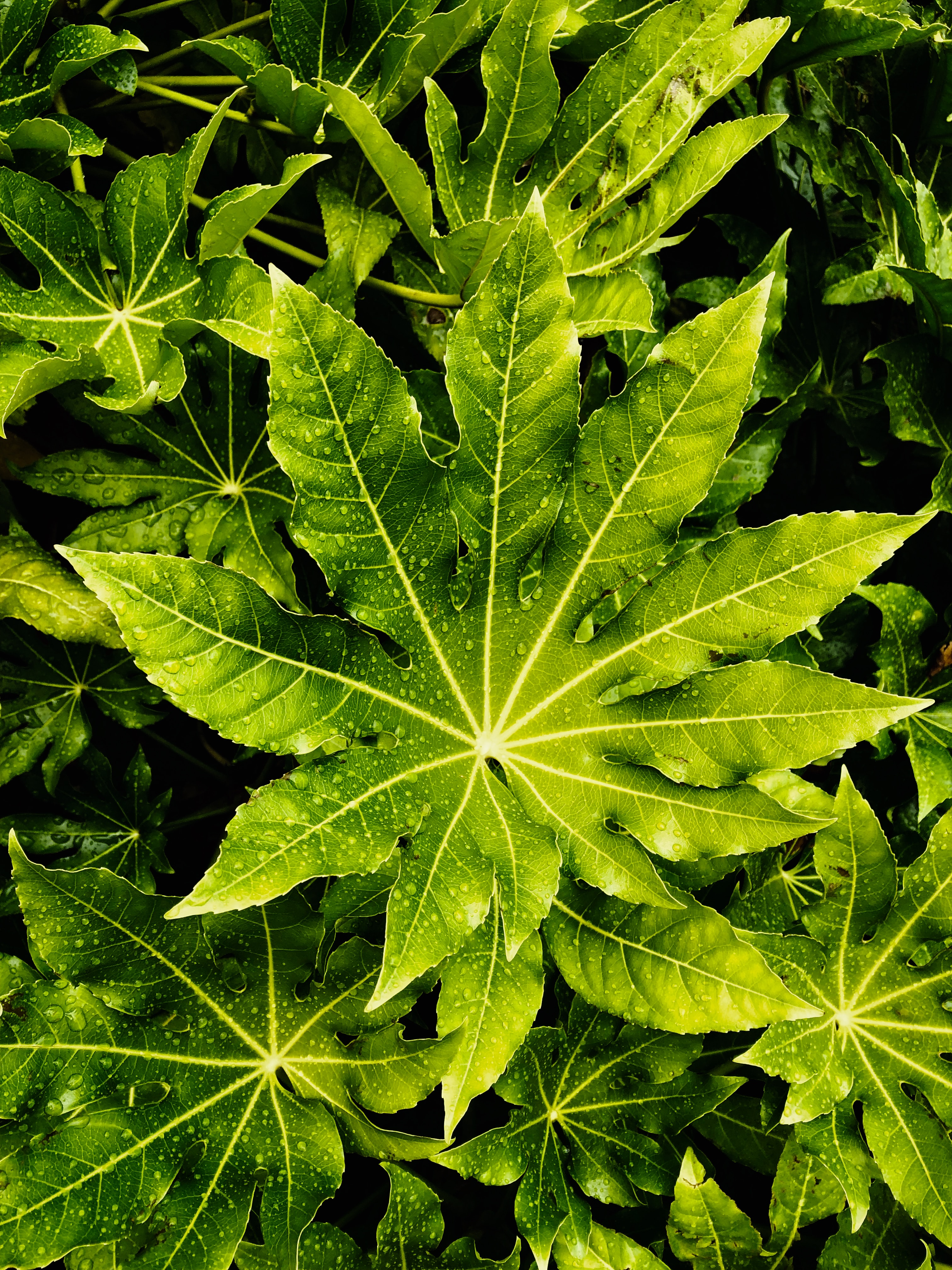 Download mobile wallpaper Macro, Wet, Leaves, Drops for free.