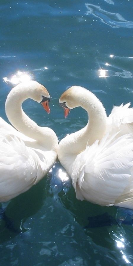 Счастье и верность. Лебеди. Два лебедя. Пара лебедей. Влюбленные лебеди.