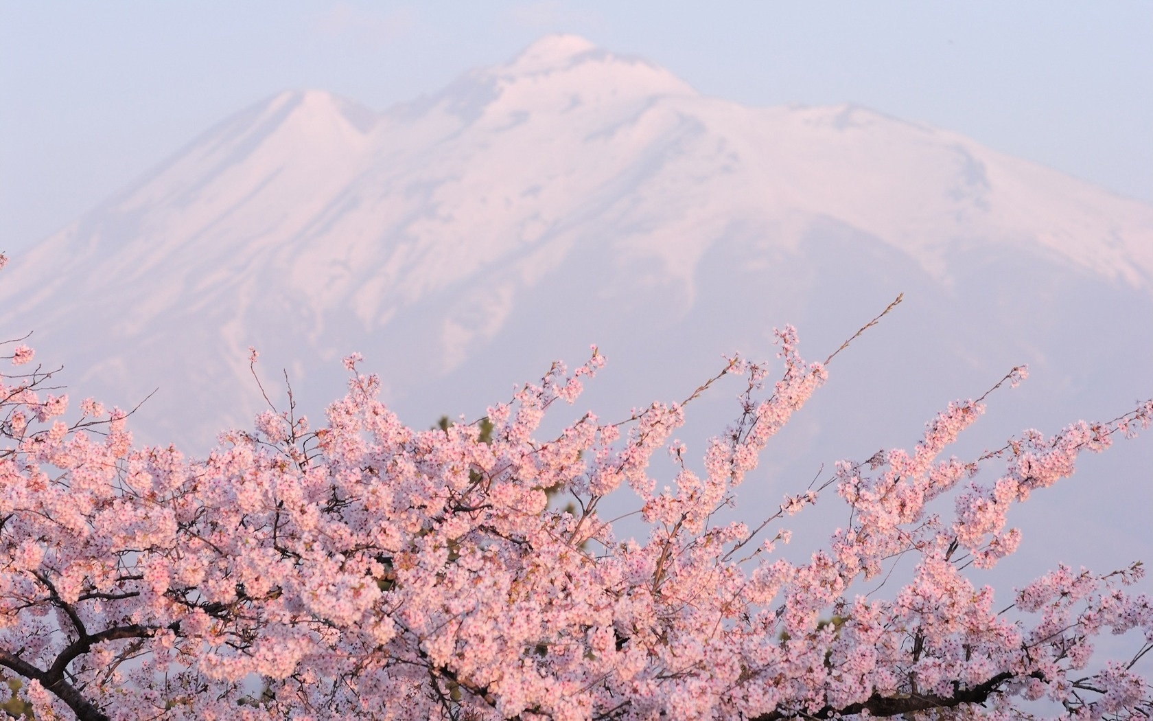 sakura, mountains, landscape, gray 4K Ultra