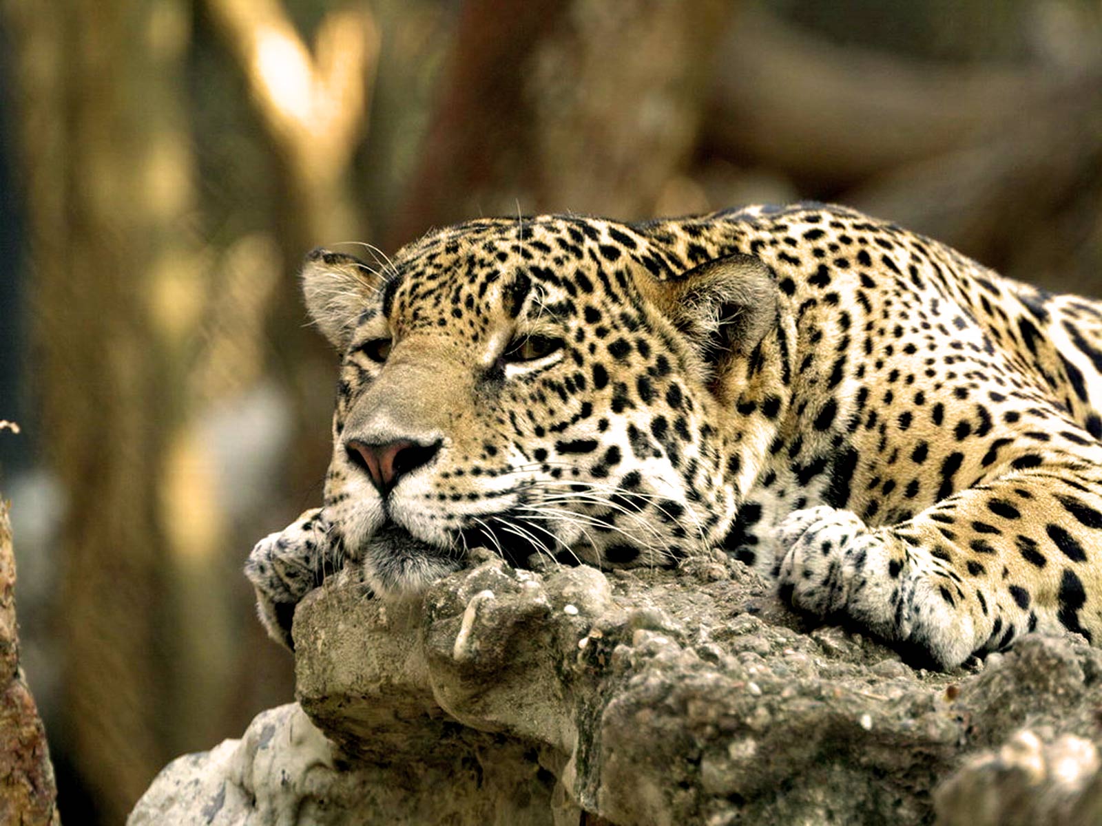 522470 Bild herunterladen tiere, leopard, katzen - Hintergrundbilder und Bildschirmschoner kostenlos