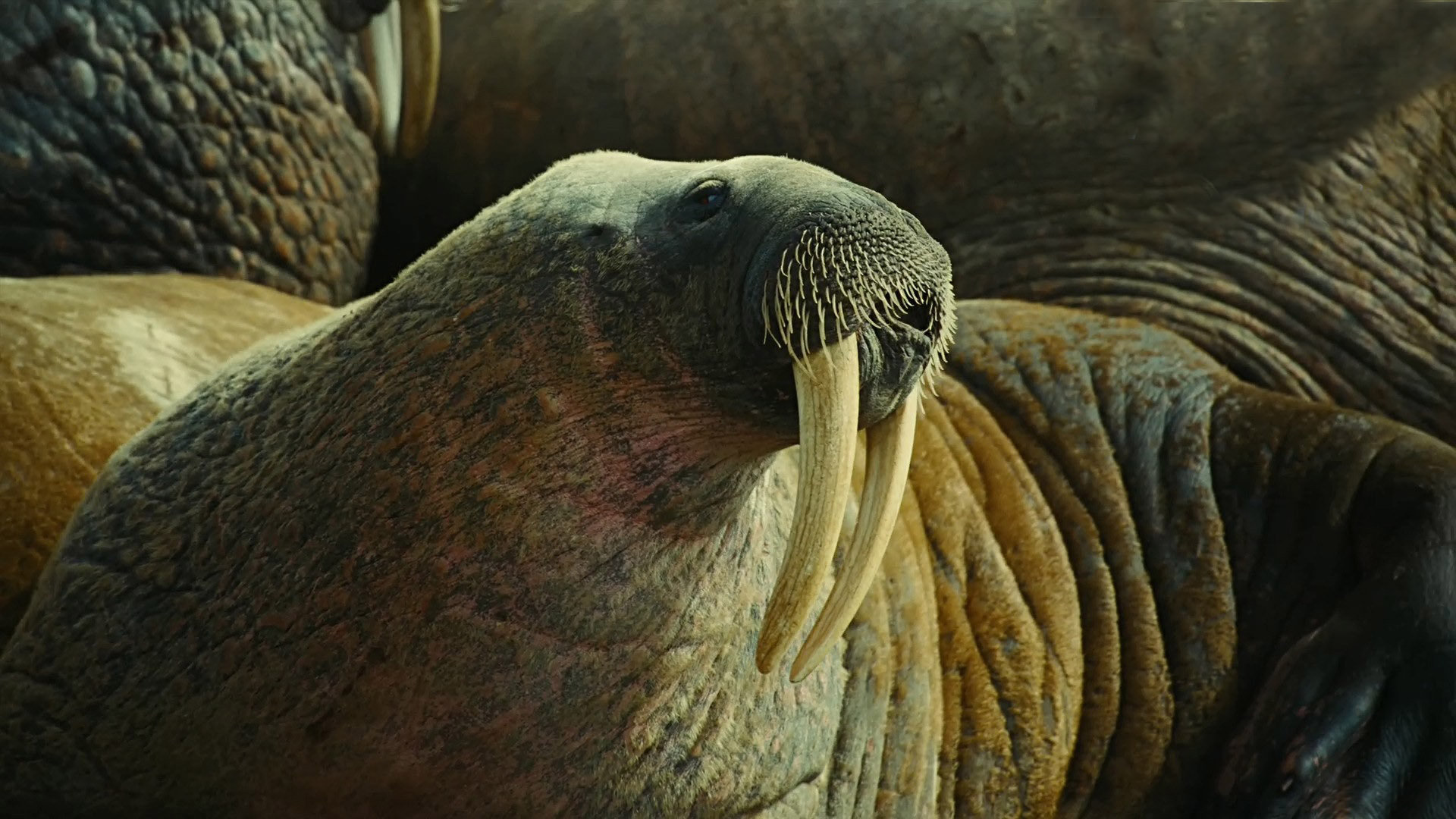 animal, walrus 1080p