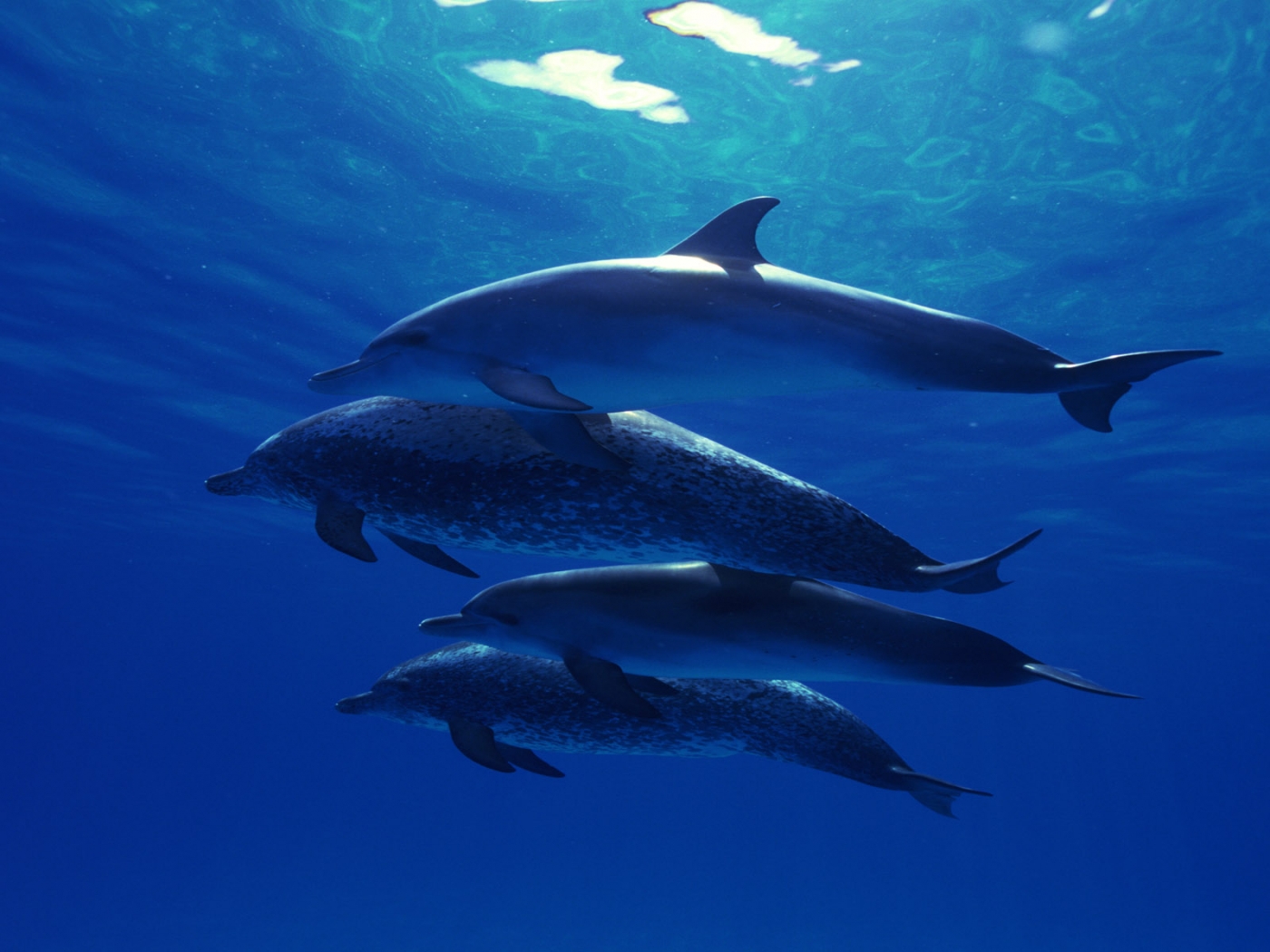 33003 Bild herunterladen tiere, delfine, blau - Hintergrundbilder und Bildschirmschoner kostenlos