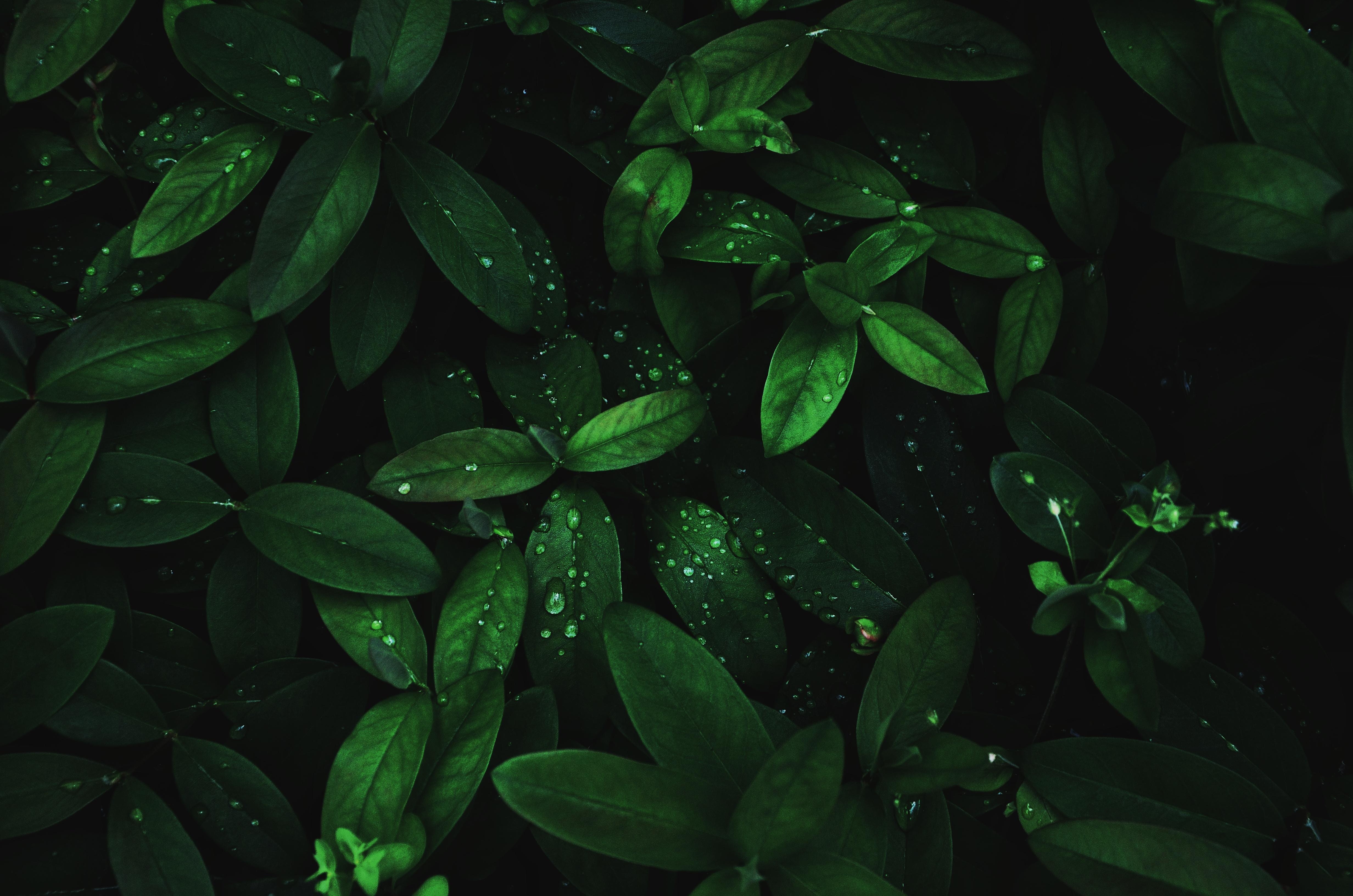 leaves, plant, dew, dark, drops, macro, moisture HD wallpaper
