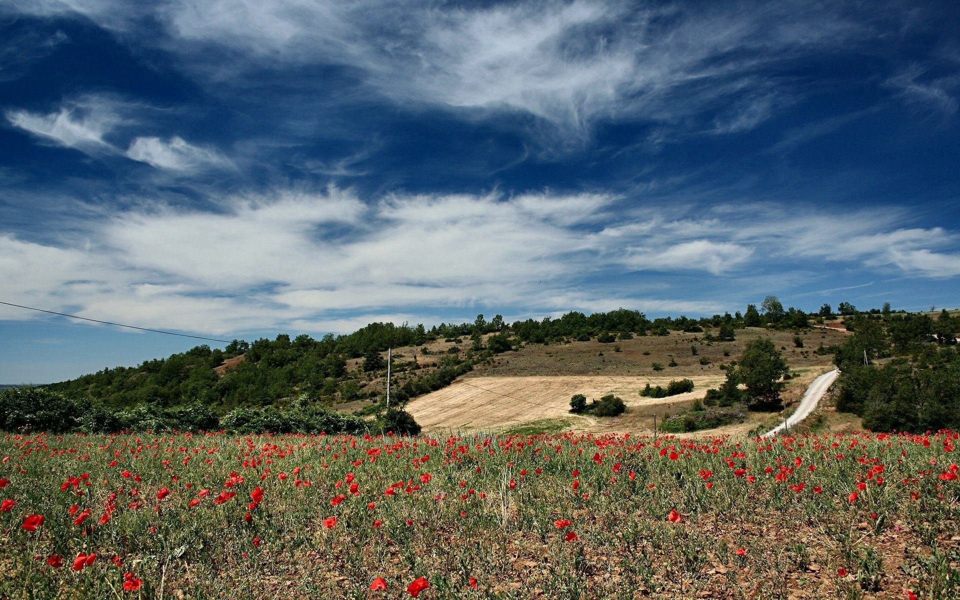 nature, sky, poppies, clouds, field, clear, i see, lungs Full HD
