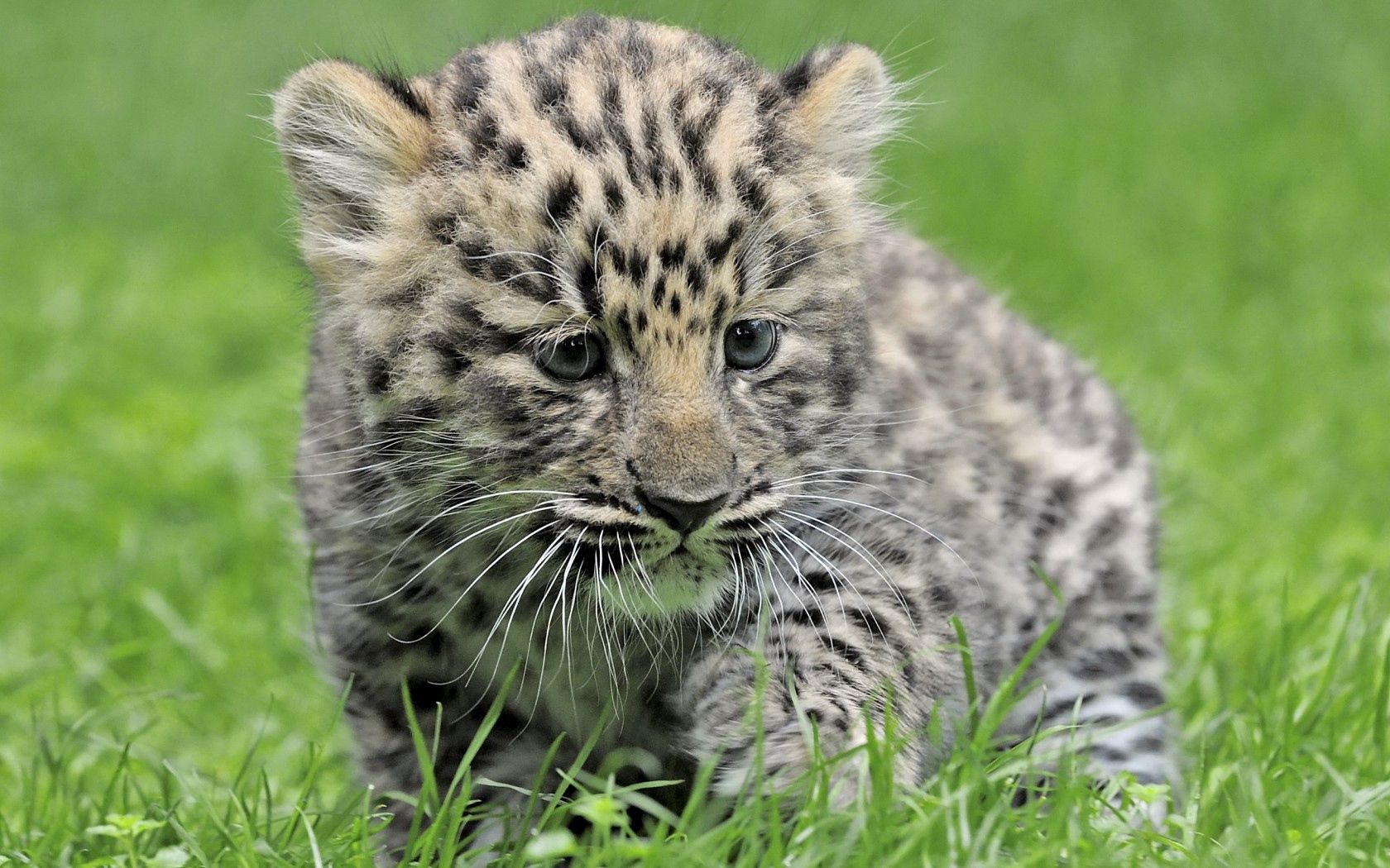 Laden Sie das Grass, Kind, Tot, Tiere, Leopard-Bild kostenlos auf Ihren PC-Desktop herunter