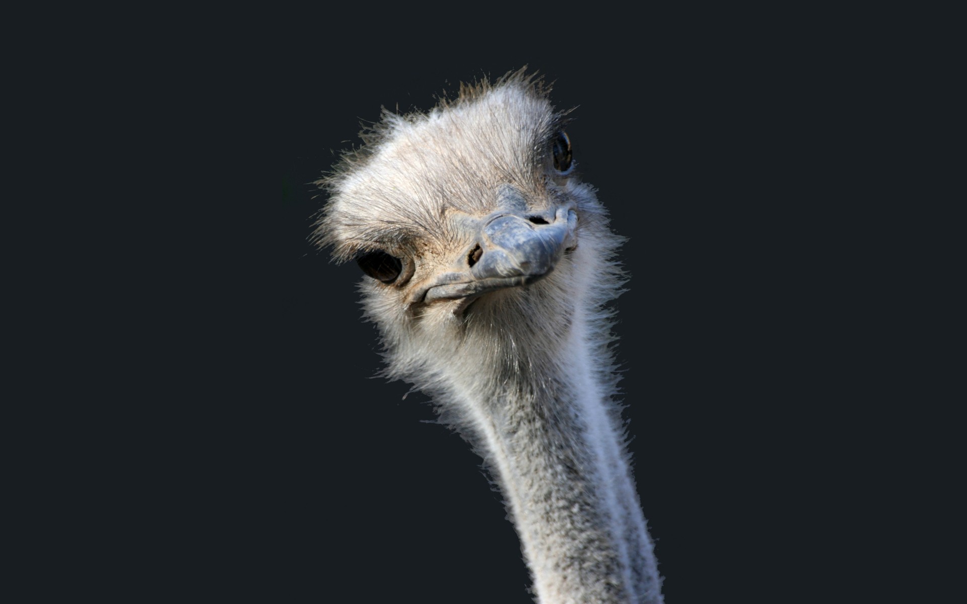 animal, ostrich, bird, birds Phone Background