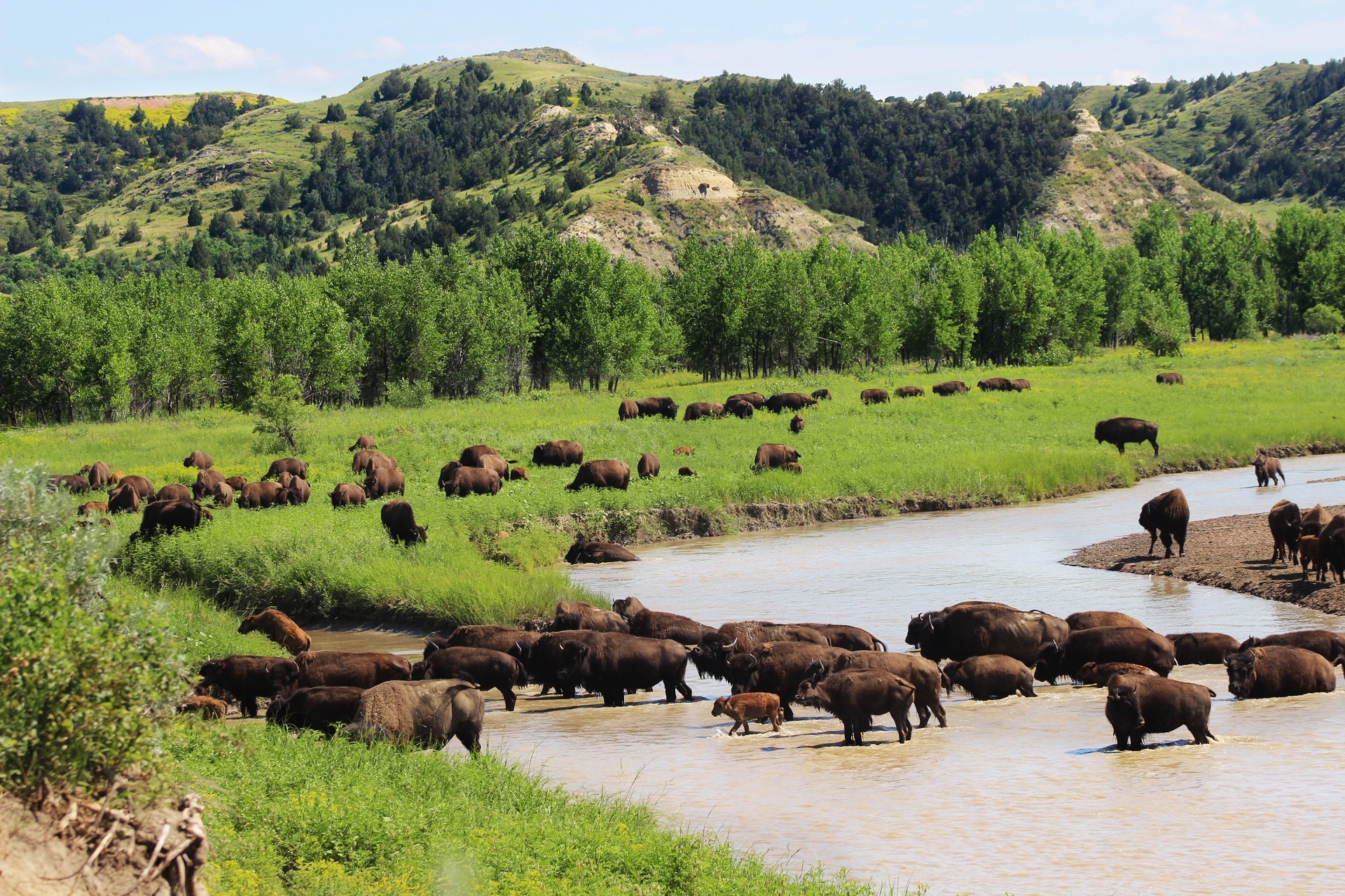 750305 télécharger le fond d'écran animaux, bison d'amérique du nord, bison, troupeau, colline, paysage, mammifère, rivière, arbre - économiseurs d'écran et images gratuitement