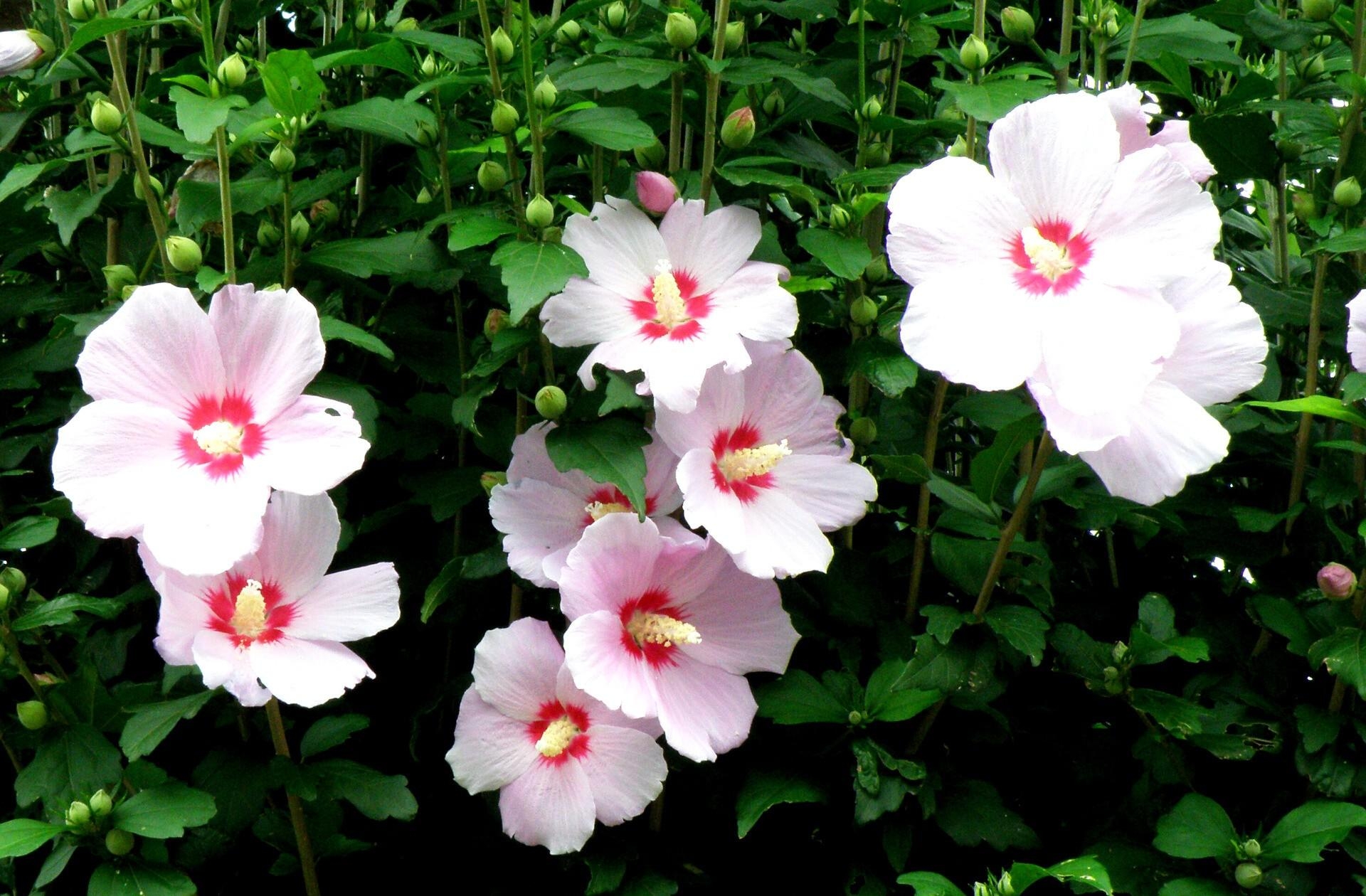 disbanded, loose, mallow, flowers, stems, high